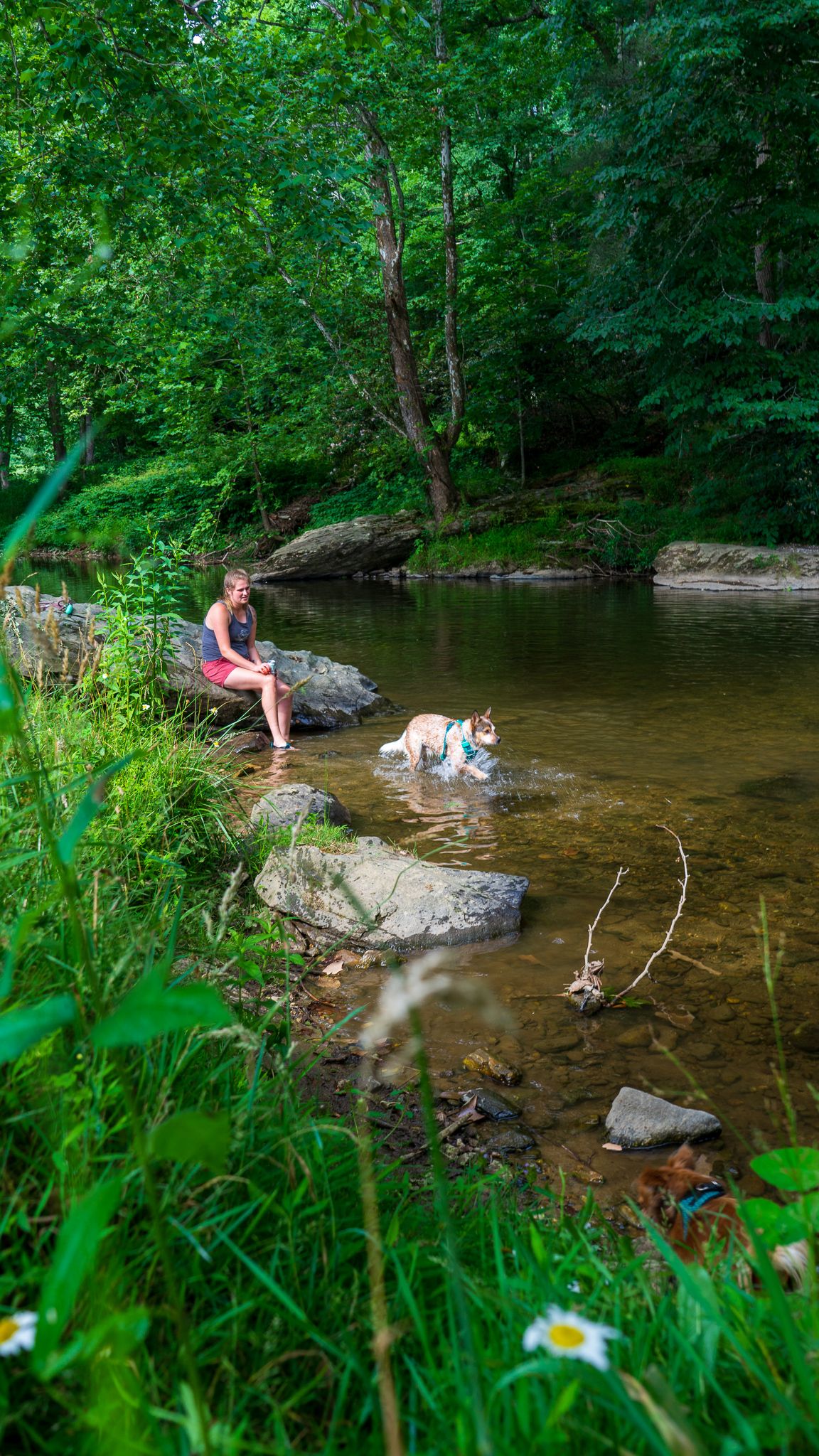 A summer creek scene with someone sitting on rocks while their dog cools off in the shallow water amid lush greenery.