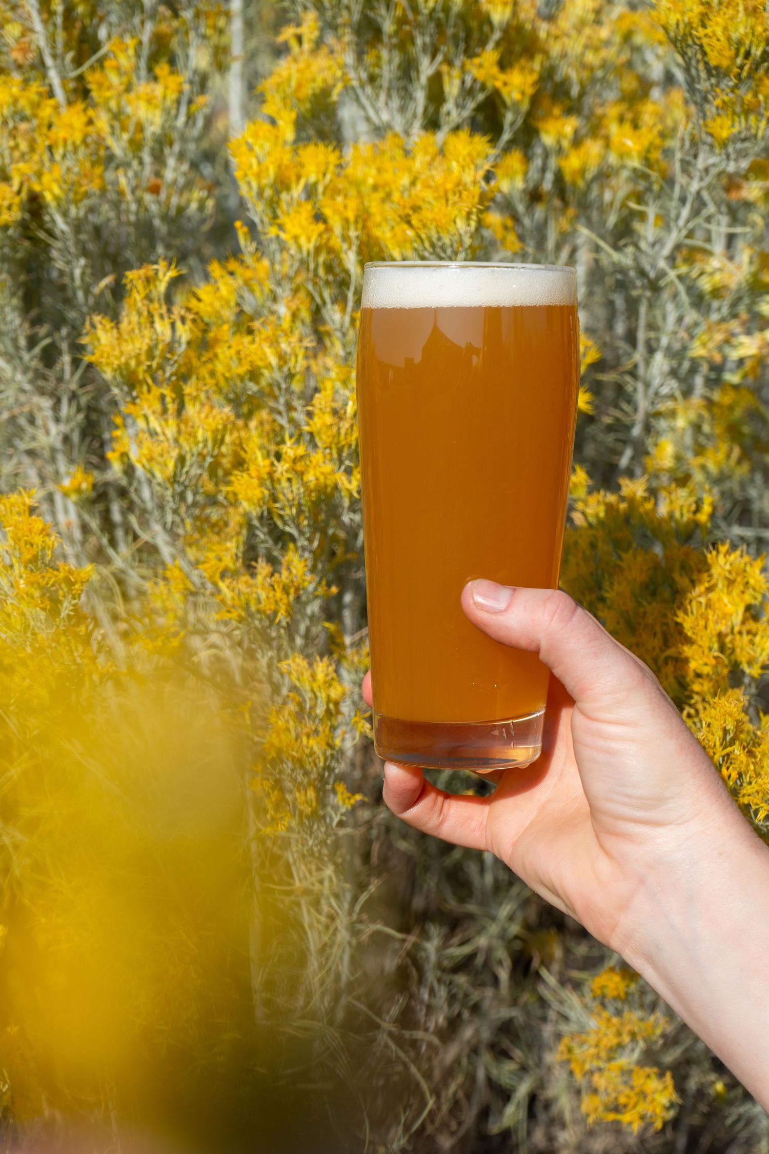 A hand holds up a glass of craft beer against yellow flowering bushes in the background.