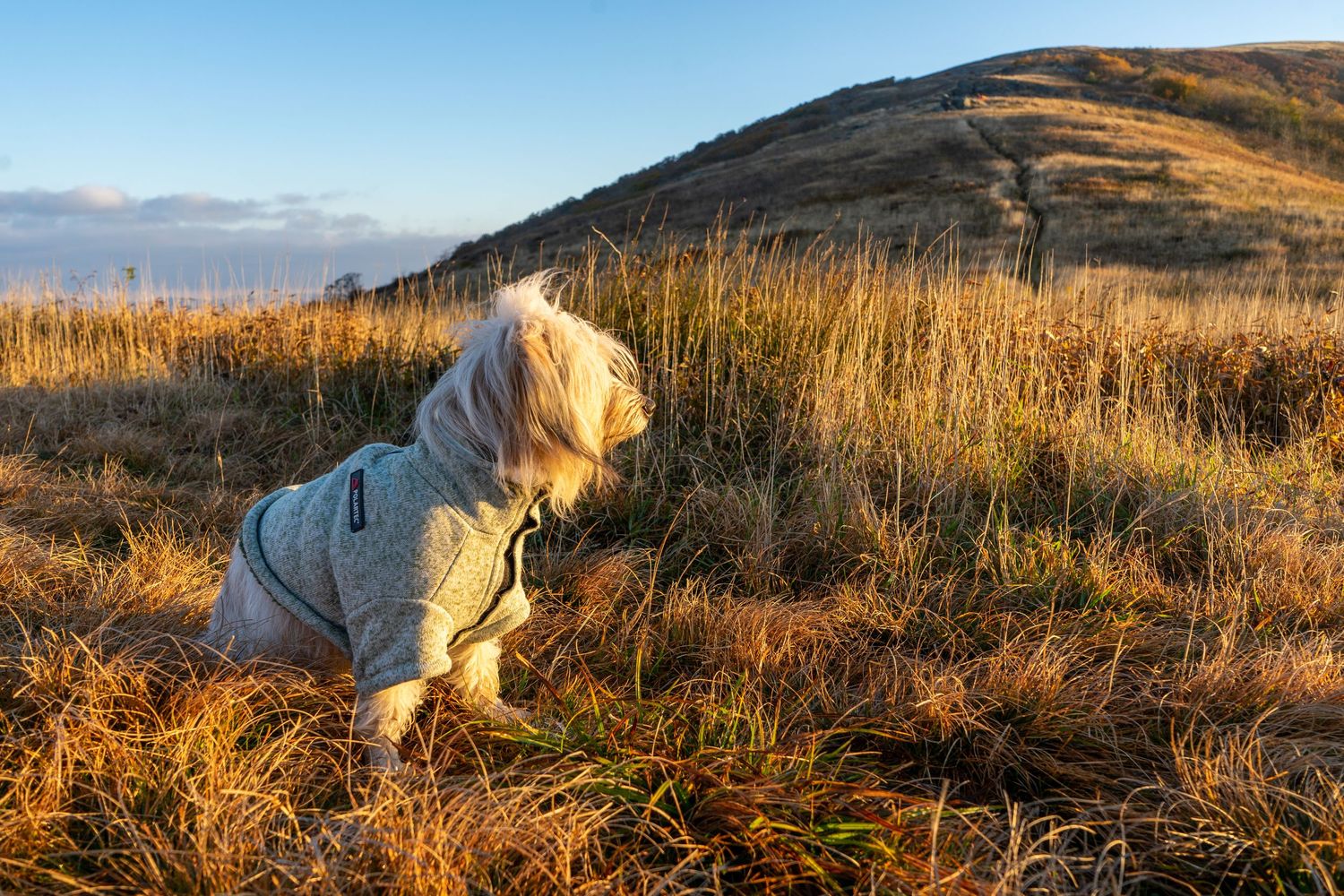 A person in a light colored jacket crawls through golden prairie grass with mountains in the distance.