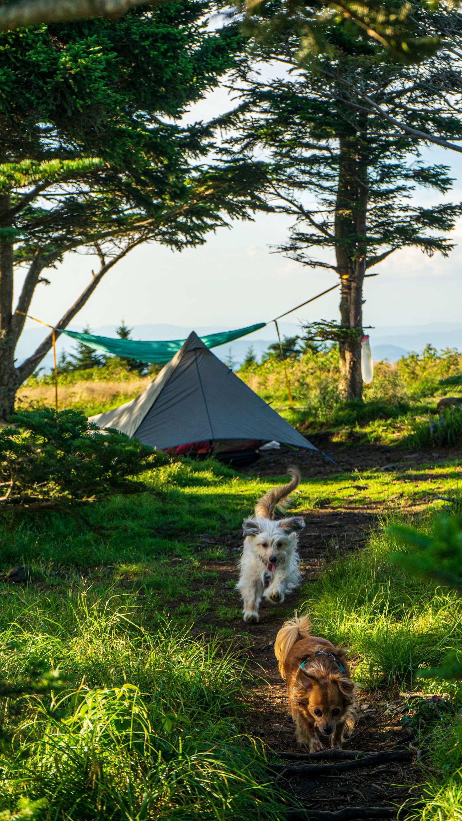 Two dogs walk along a trail near a camping tent and hammock setup under tall evergreen trees by the coast.
