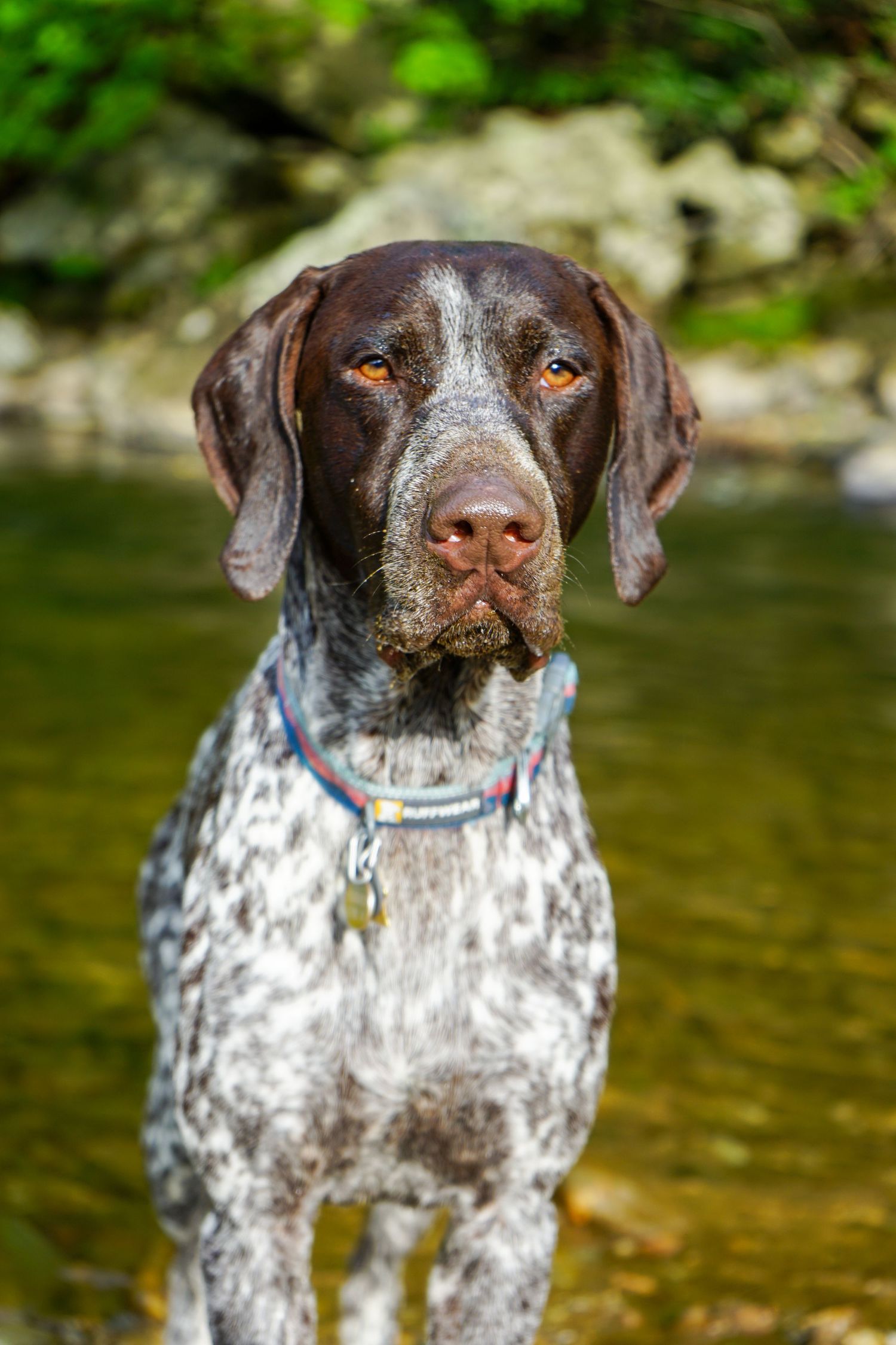 German Shorthaired Pointer dog with distinctive brown and white ticking coat standing in shallow water.