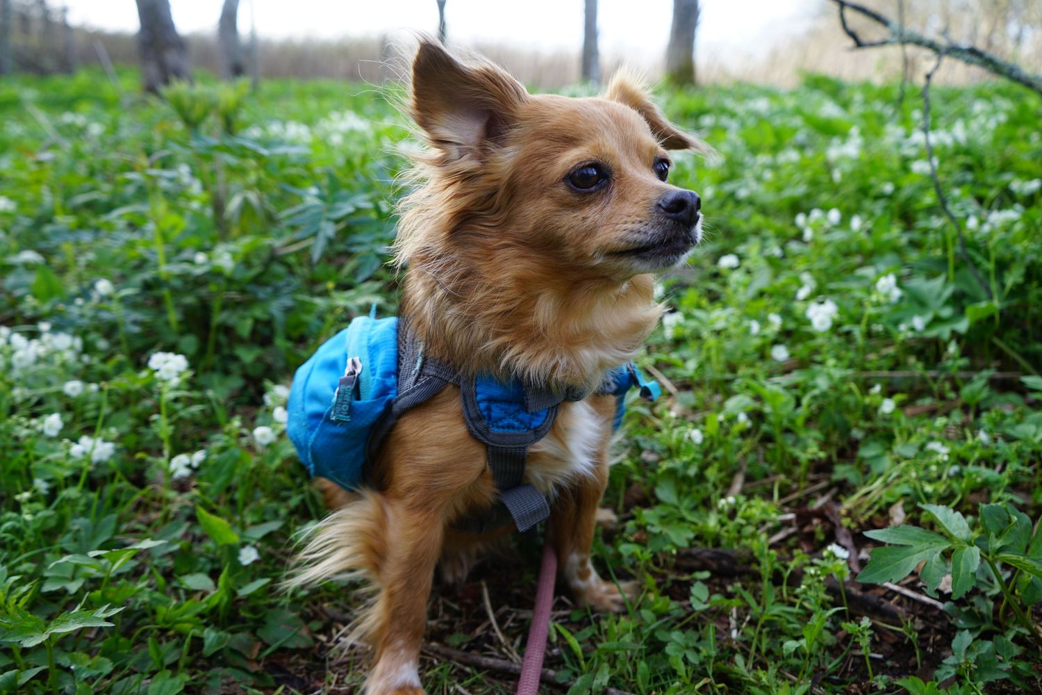 Small brown chihuahua dog wearing a blue bowtie sits in lush green grass looking upward on a sunny day.