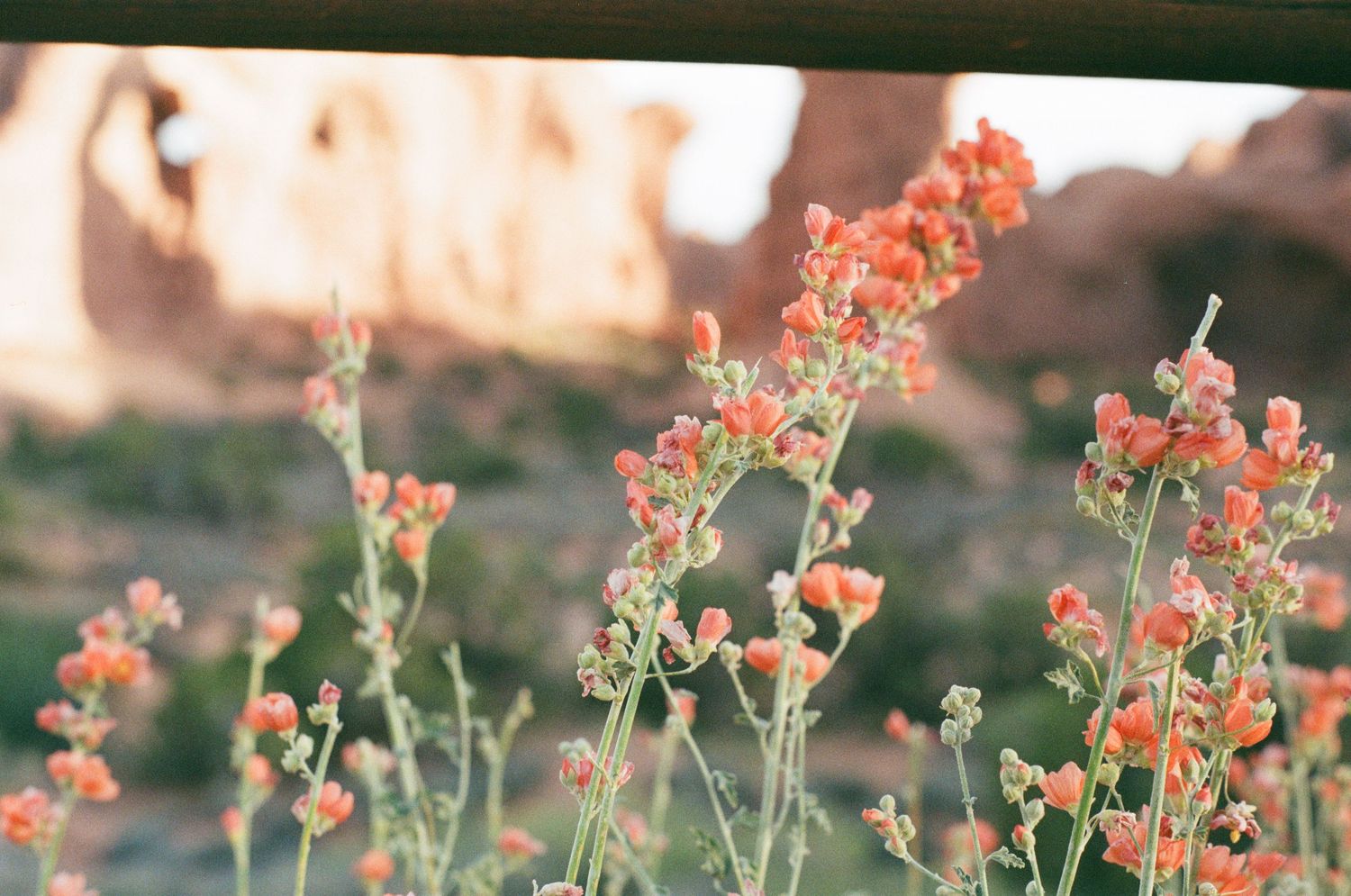 Orange wildflowers blooming in desert landscape during golden hour.
