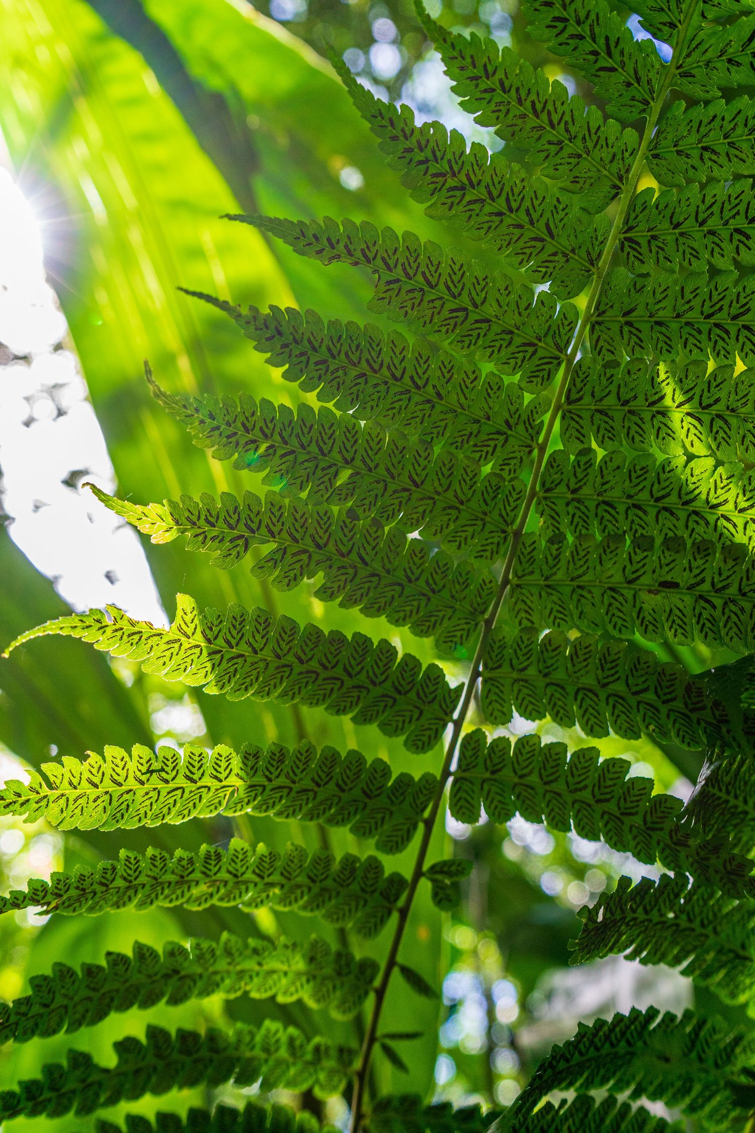 Bright green fern fronds glow in sunlight, creating a natural abstract pattern.
