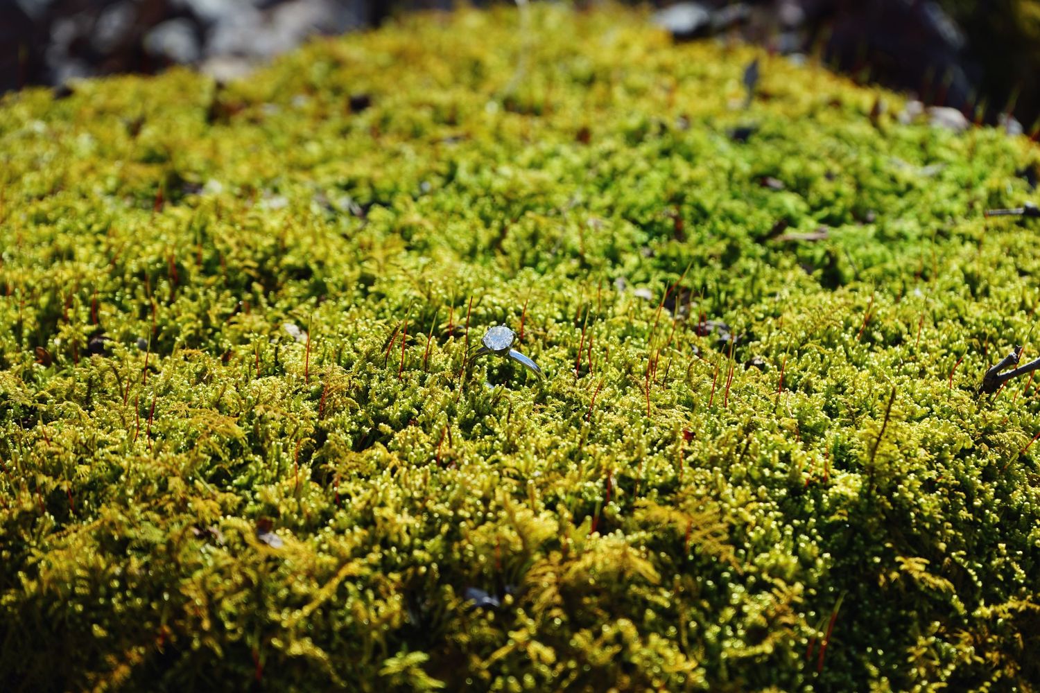 Close-up macro shot of vibrant green moss with selective focus.