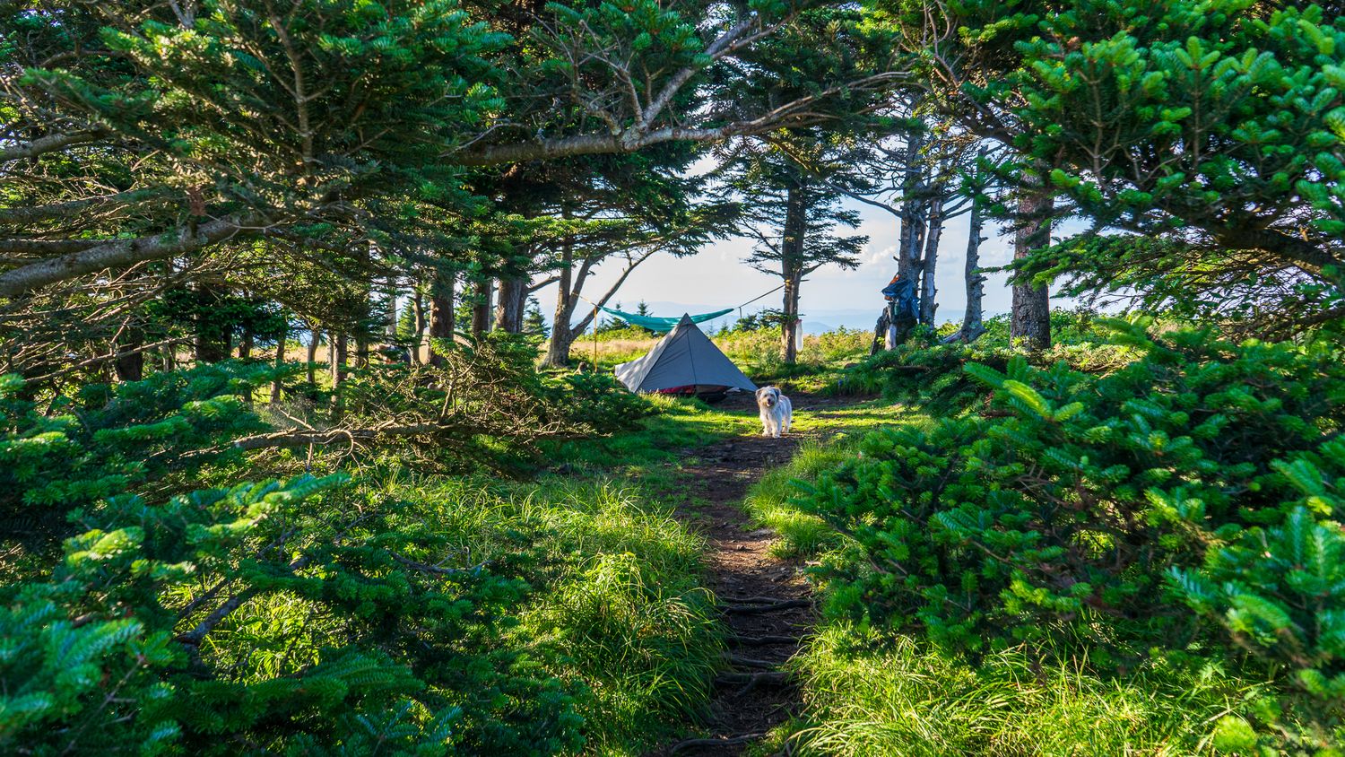 A walking trail leads through lush green trees and foliage toward a scenic bald overlook.