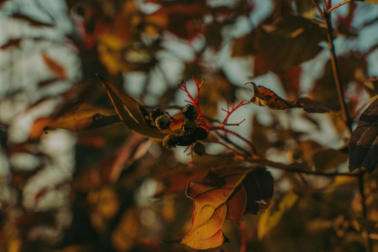 Close-up of autumn leaves and dark berries on a branch with warm fall colors in the background.