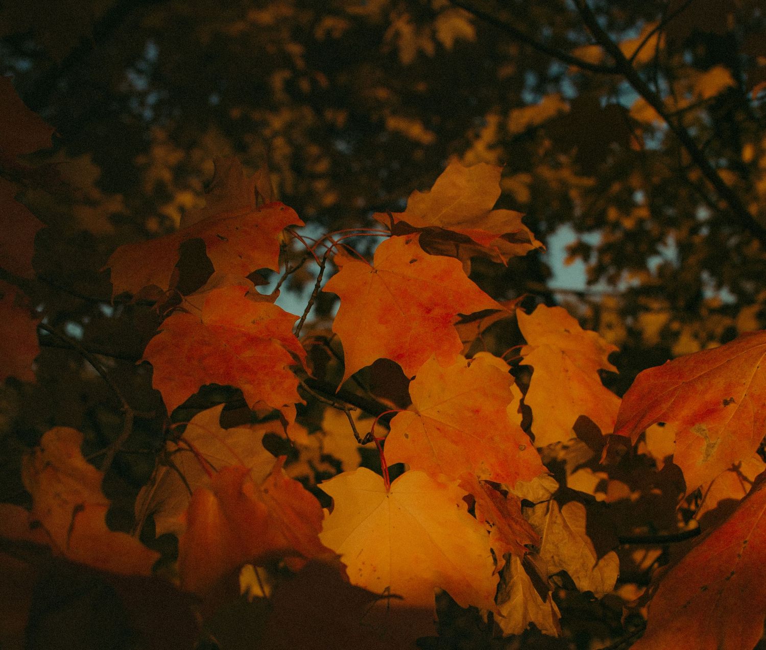 Vivid orange and golden maple leaves glowing in warm autumn light against a dark sky.