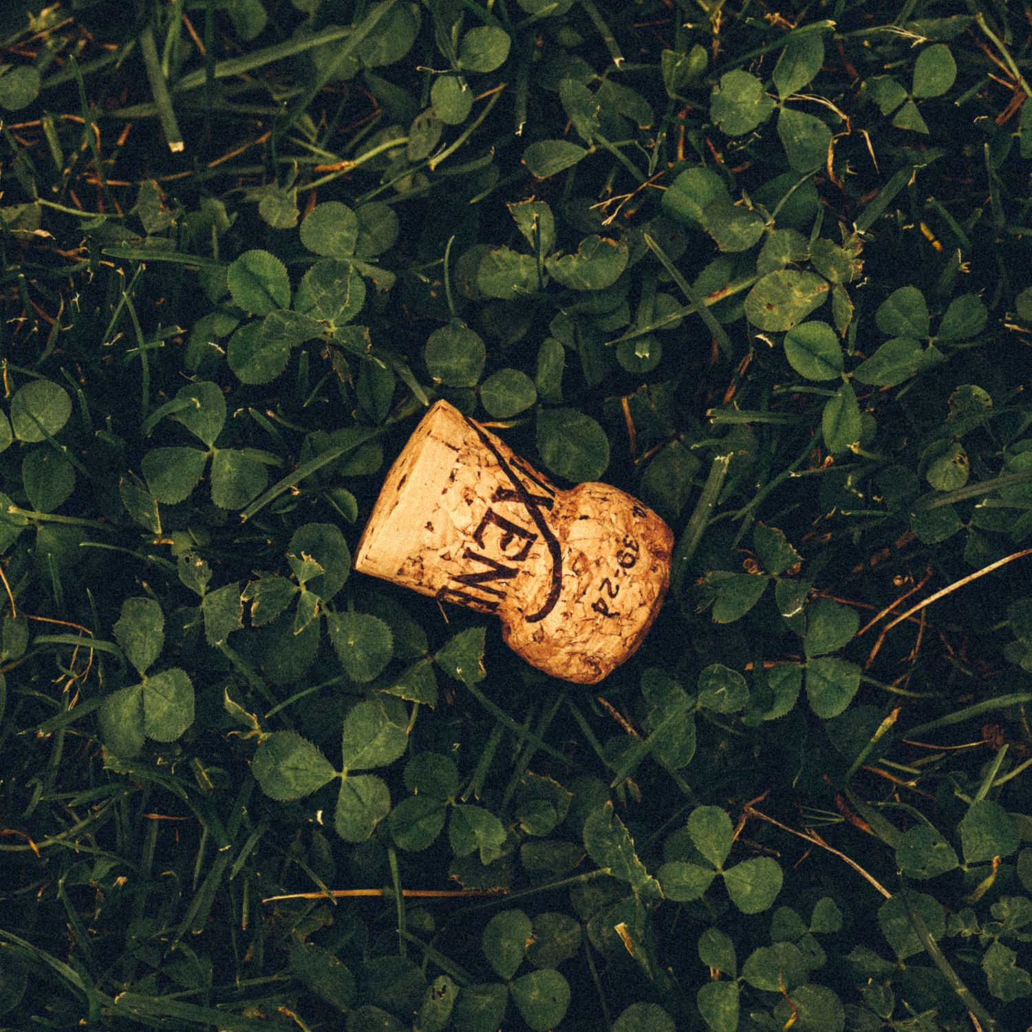Champagne cork resting among lush green clover leaves on ground after wedding celebration.