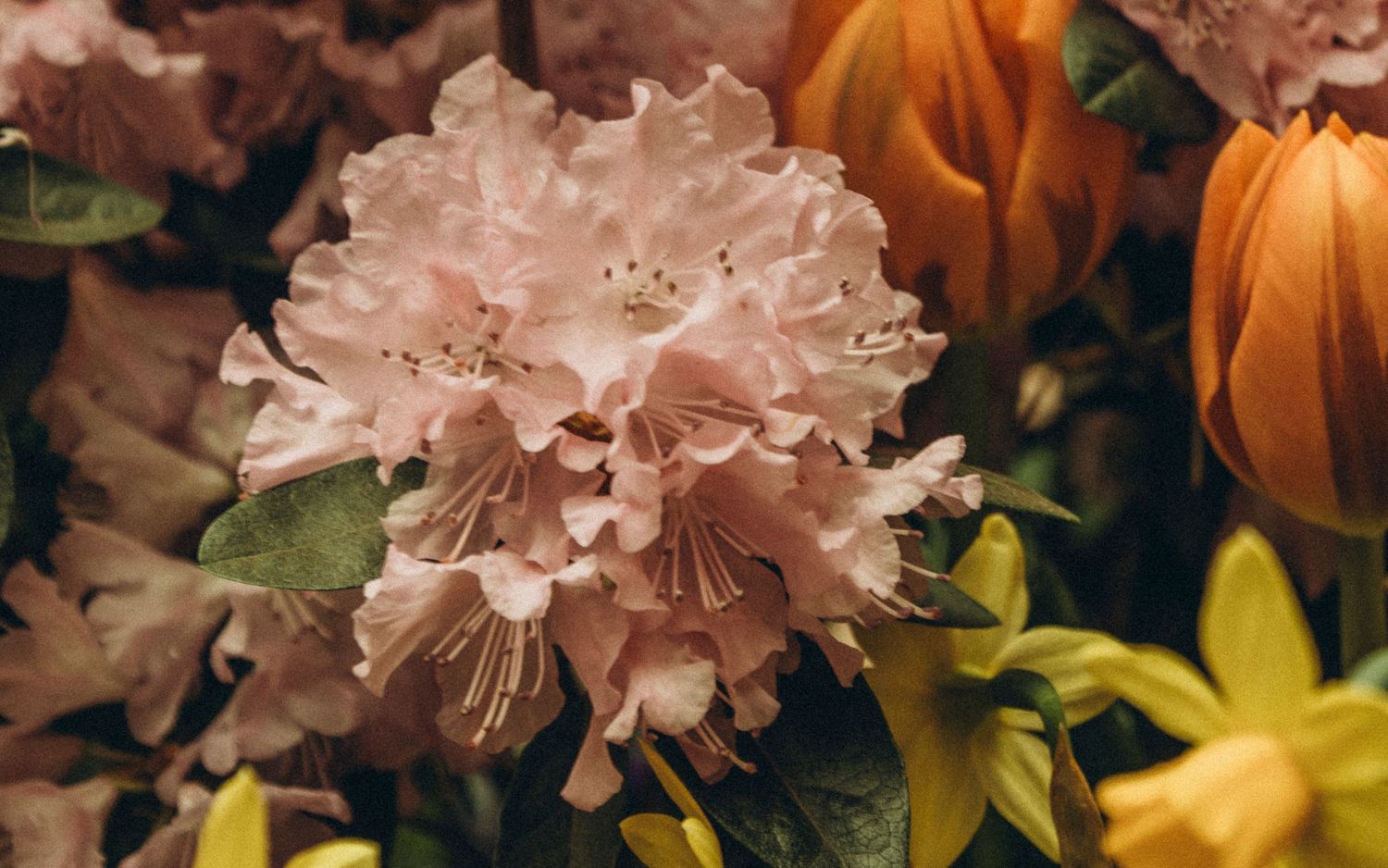 Close-up of soft pink rhododendron blooms surrounded by orange tulips and yellow flowers in a lush garden arrangement.
