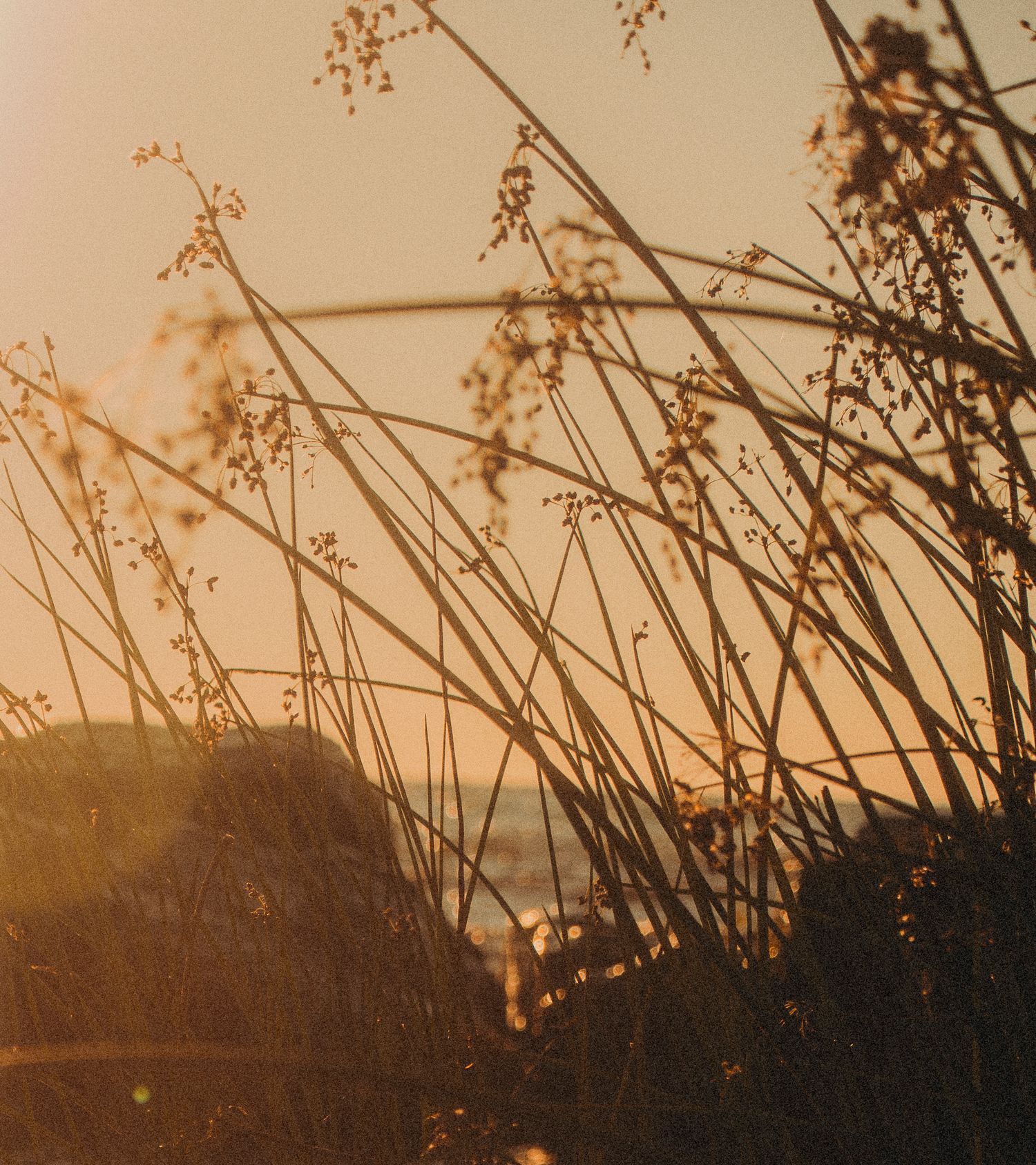 Golden hour sunlight glowing through tall coastal grass silhouettes near the ocean at sunset.