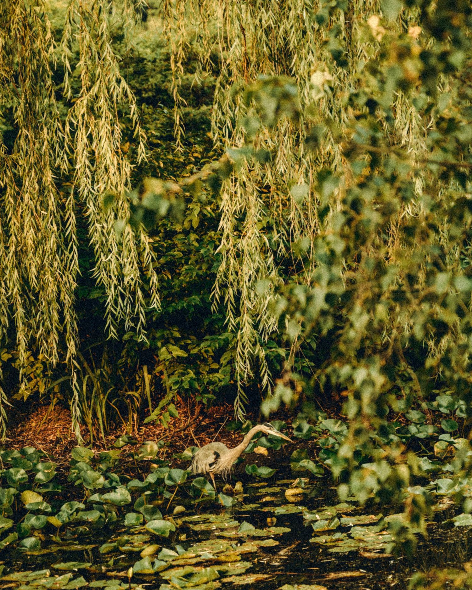 A great blue heron stands among lily pads beneath cascading willow tree branches in a lush green garden pond.