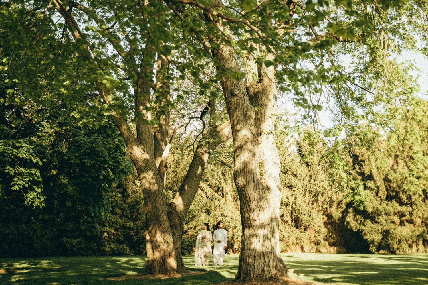 Sunlit park with large trees and a couple in the background.