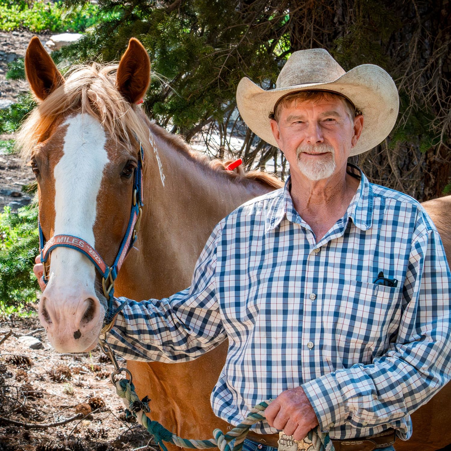Multiple shots of a brown horse and person wearing a plaid button-up shirt in a shaded outdoor setting.