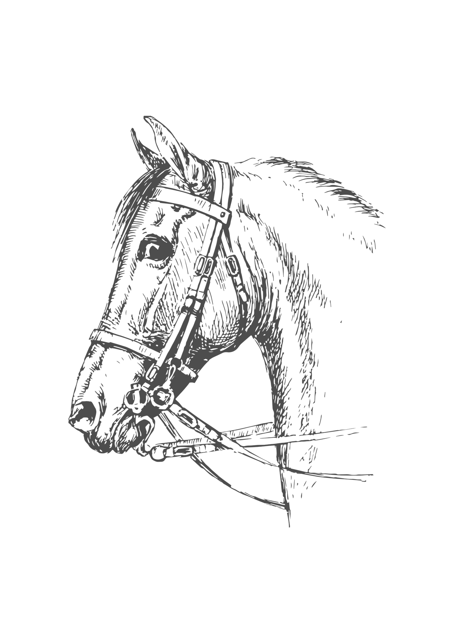 Vintage style line drawings of horse heads with bridles.