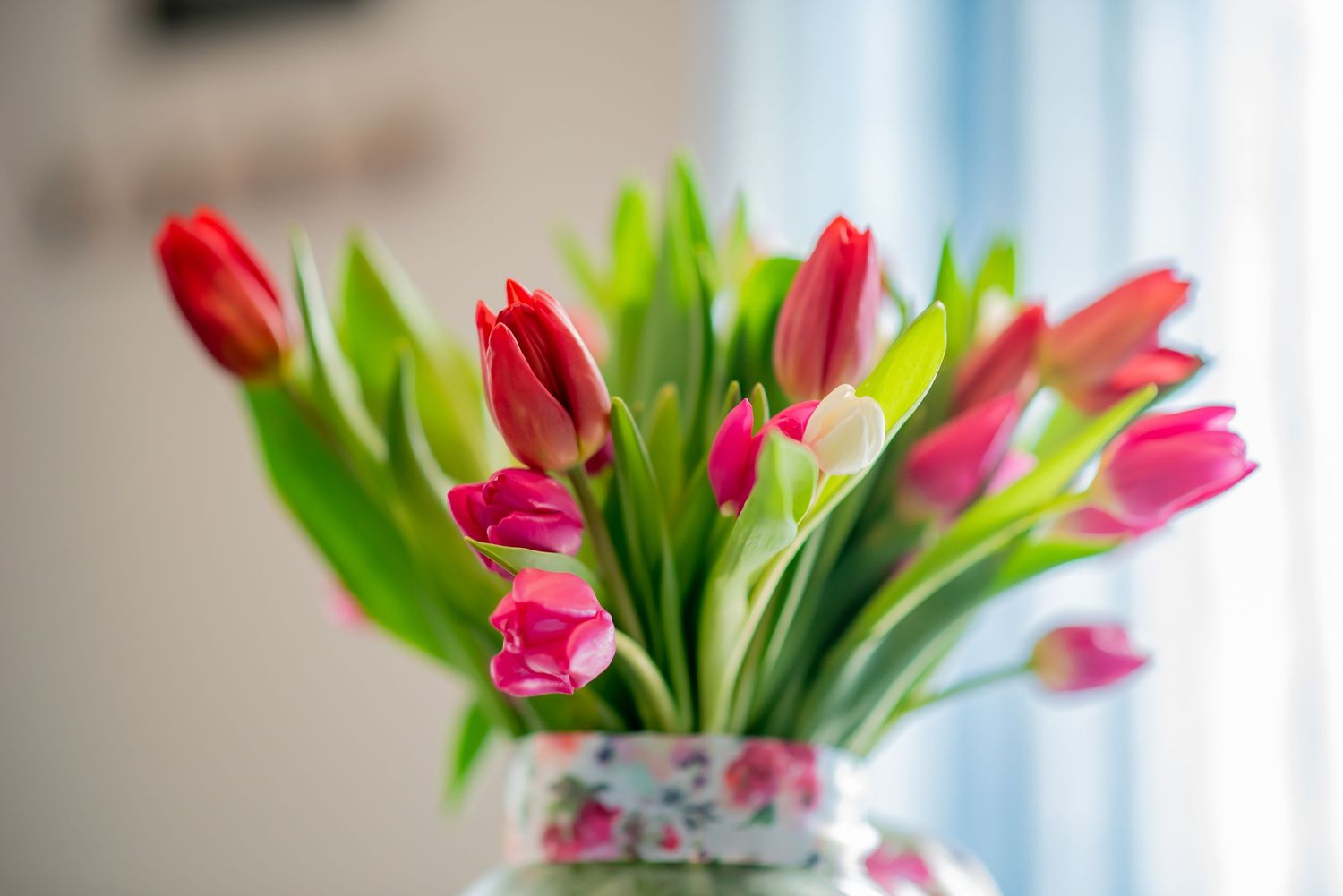 Fresh pink and red tulips in a vase against a light background.