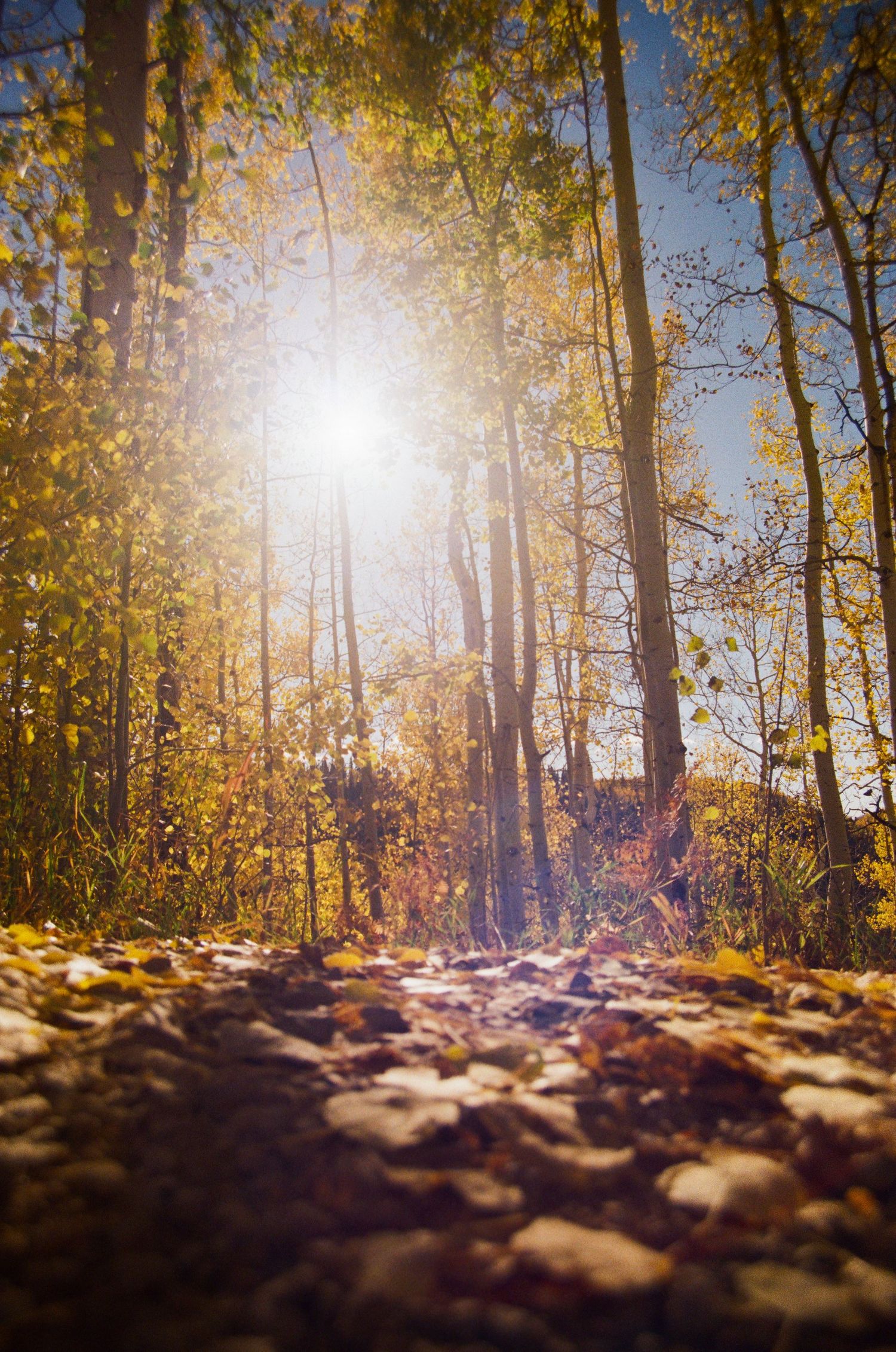 A 35mm landscape photo taken in the Cimarron Range, near Ridgway, Colorado.