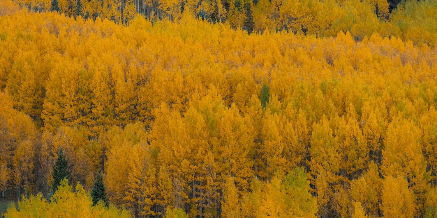 A landscape photo of aspen trees taken in the Little Cimarron River Valley, near Cimarron, Colorado.