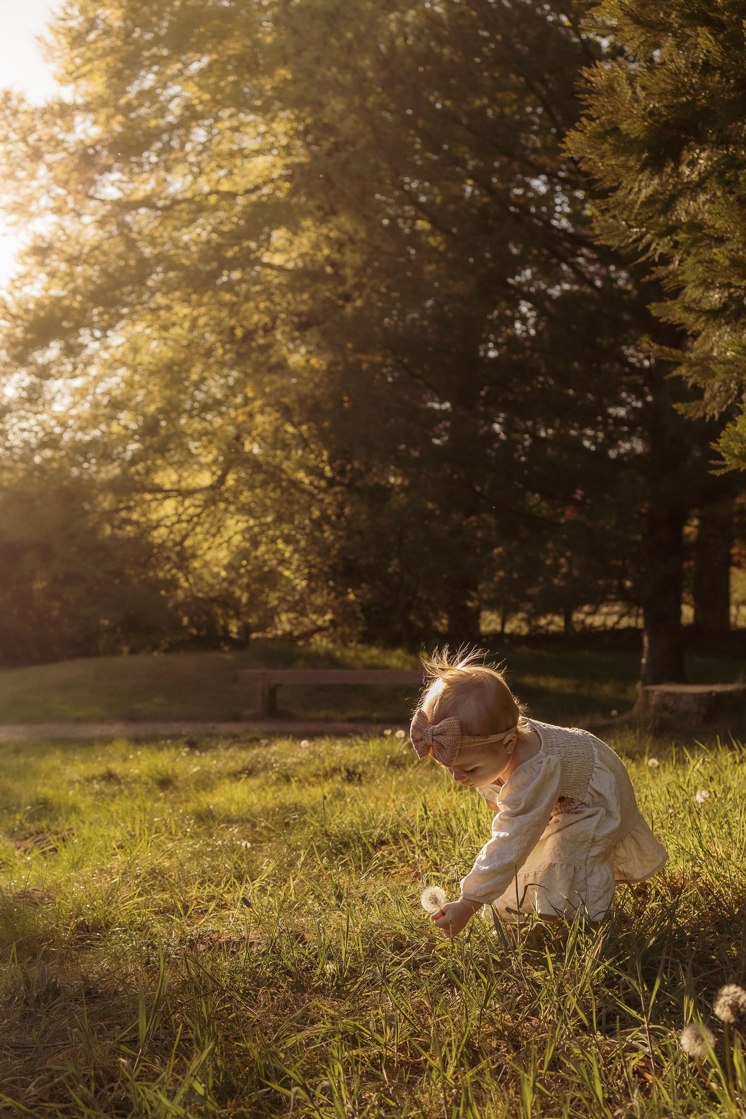 Toddler picking a dandelion in a grass field in a spring evening, natural light