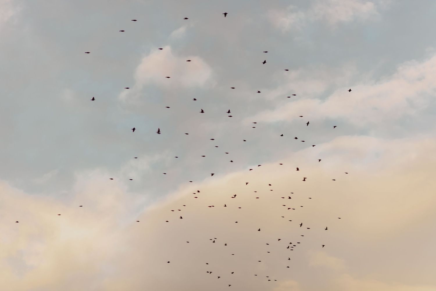 Wedding birds
