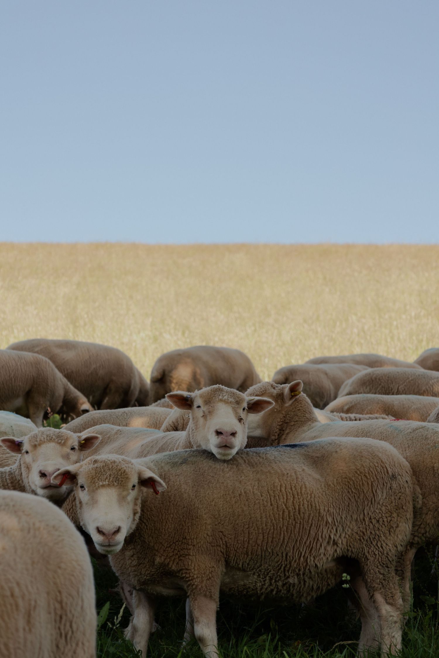 Sheep in pasture captured for South Devon farm branding photography