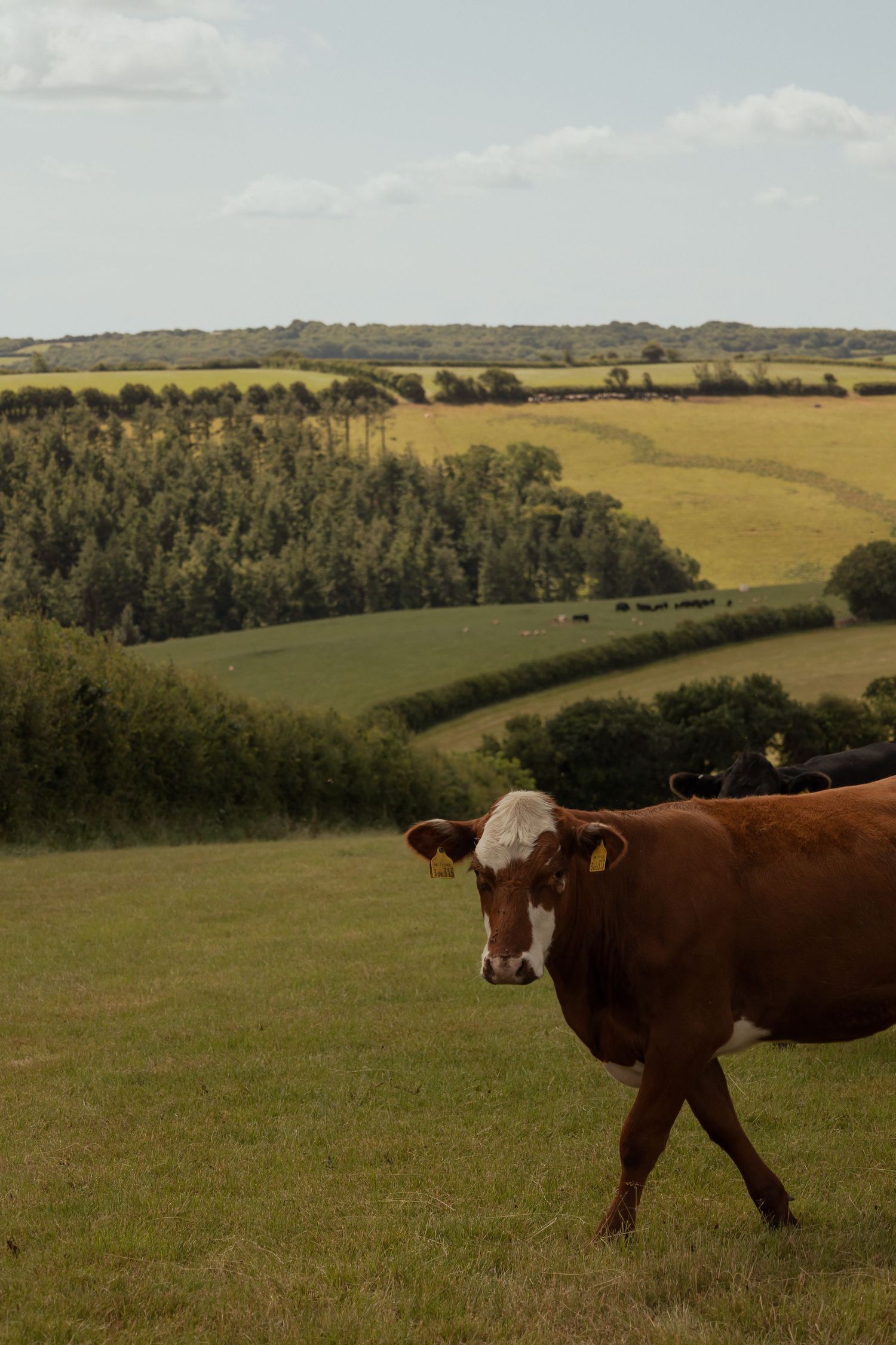 cows grazing on farmland in South Devon during branding photoshoot