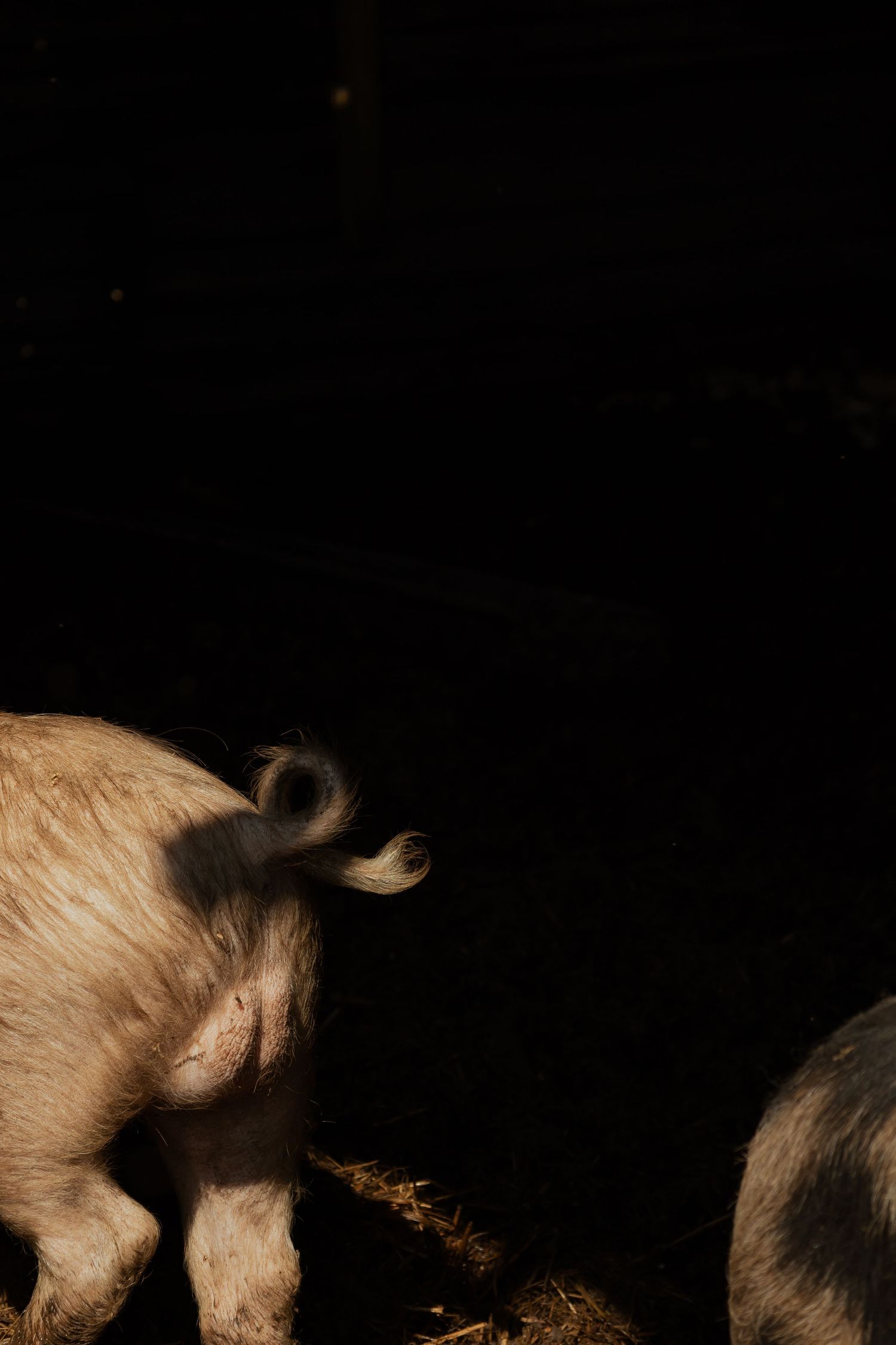 South Devon farm branding photo featuring pigs in their home