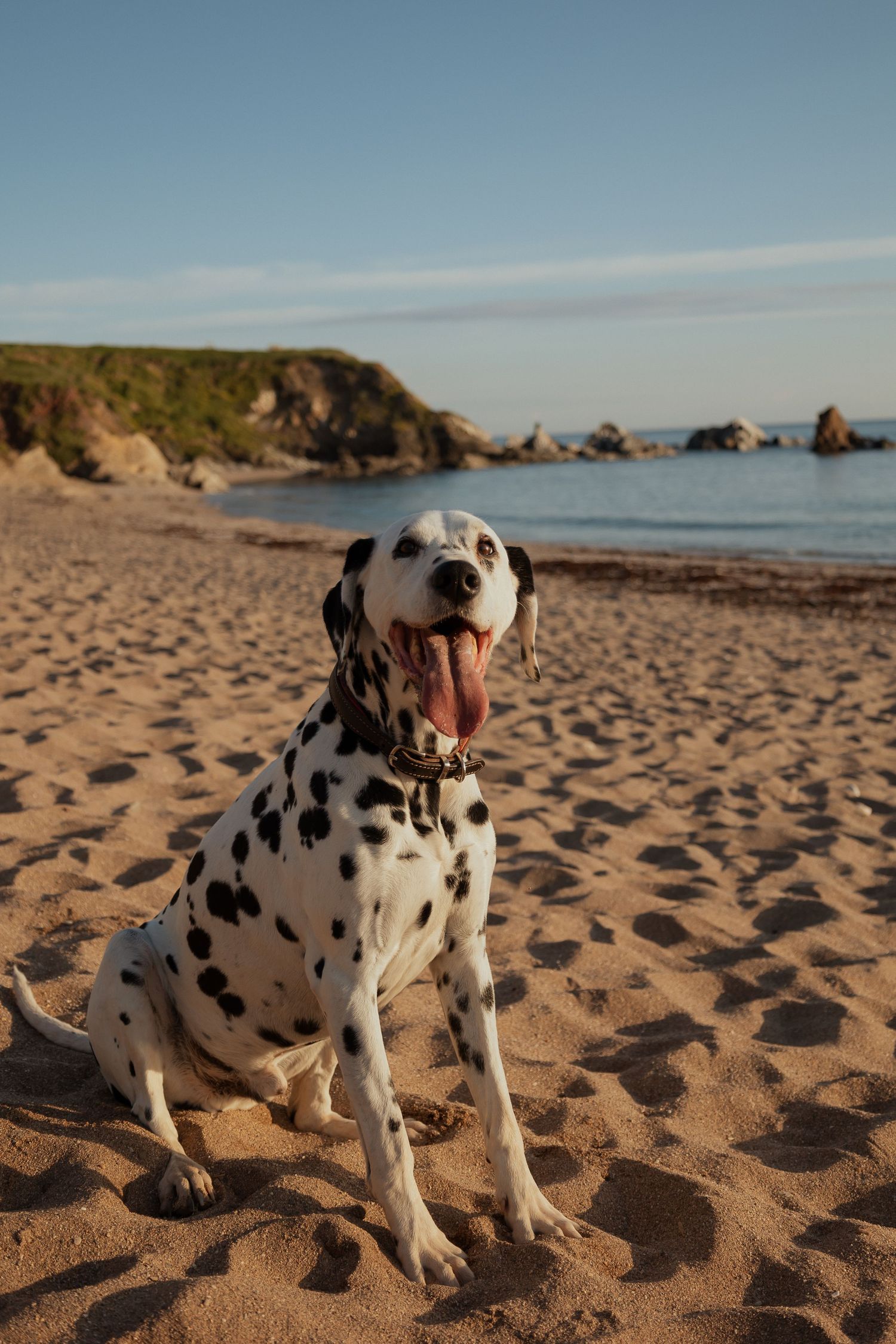 Beautiful Dalmatian Dog during family session on South Devon beach