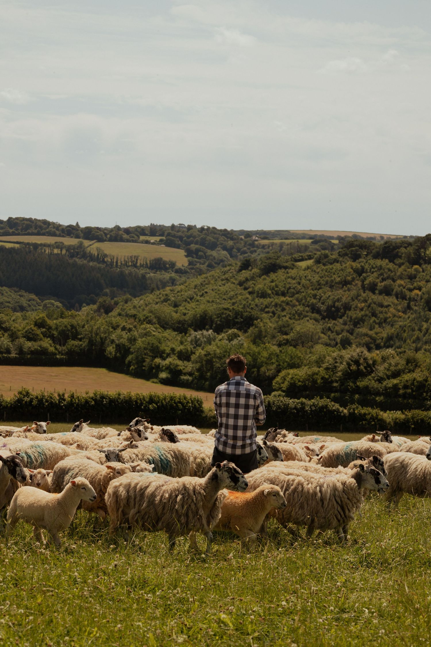 Sheep in pasture captured for South Devon farm branding photography