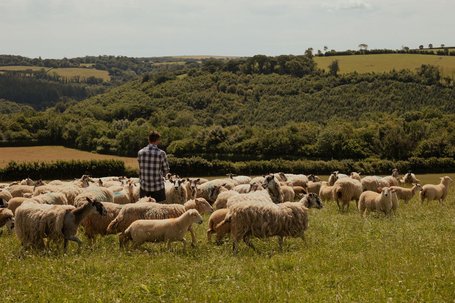 Sheep in pasture captured for South Devon farm branding photography