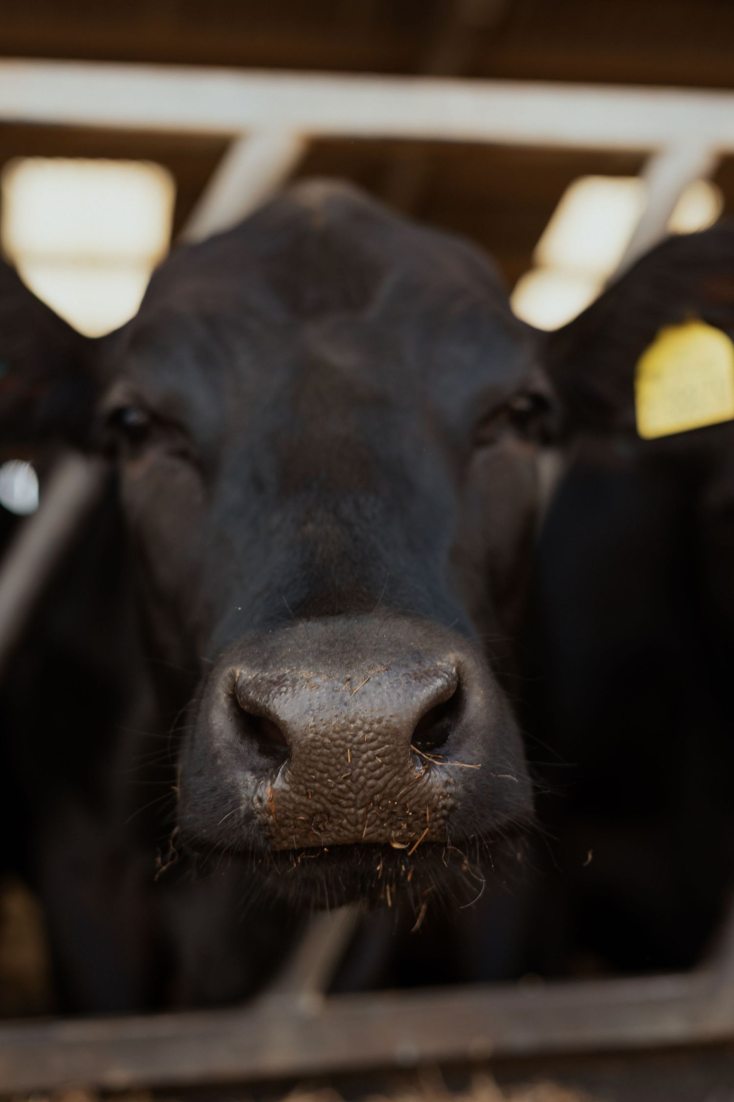 Close up of cows on a recent farm branding shoot