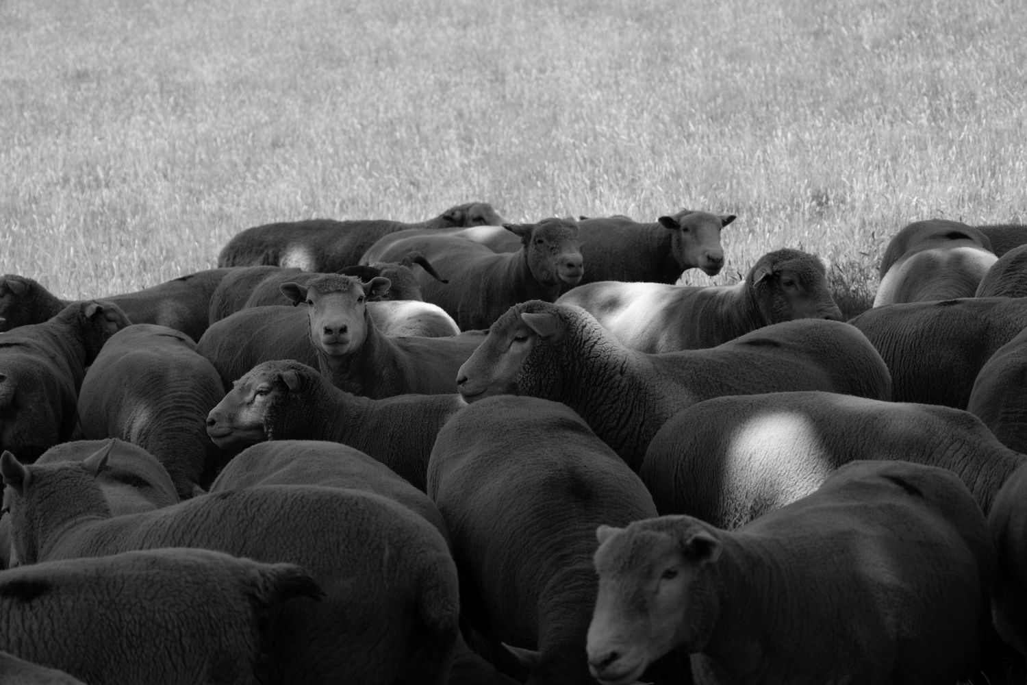 Sheep in pasture captured for South Devon farm branding photography