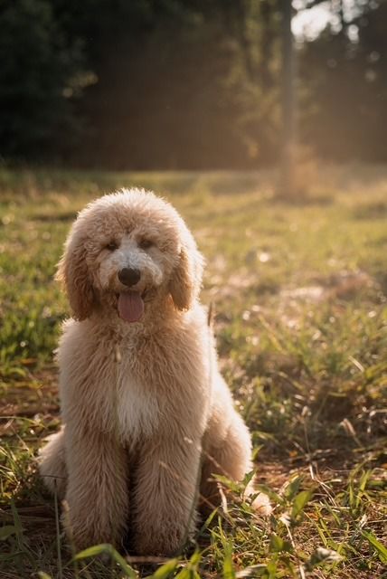 Pet photography