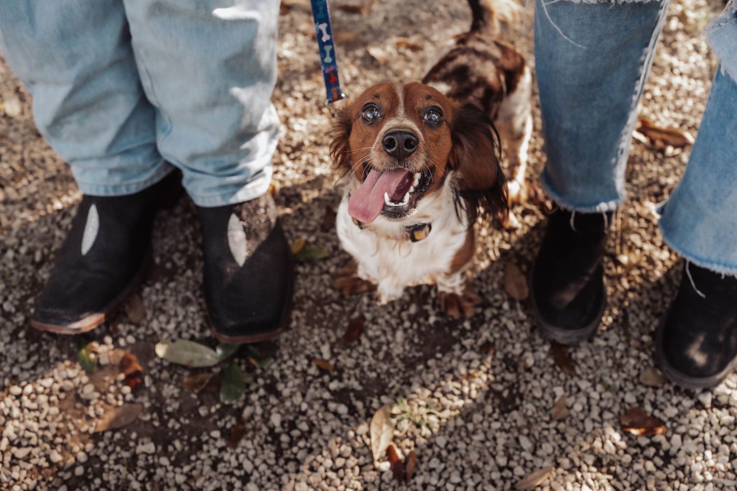 A happy brown and white Springer Spaniel dog on a leash standing between two people wearing boots outdoors.