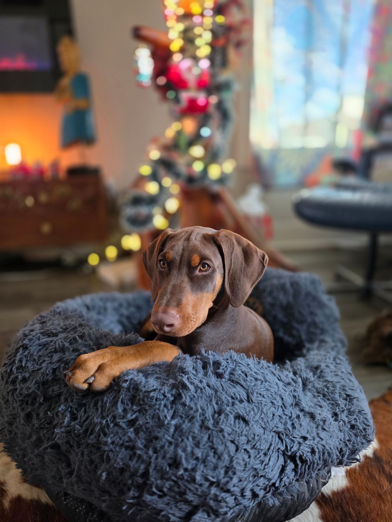 Christmas time with dogs and puppies