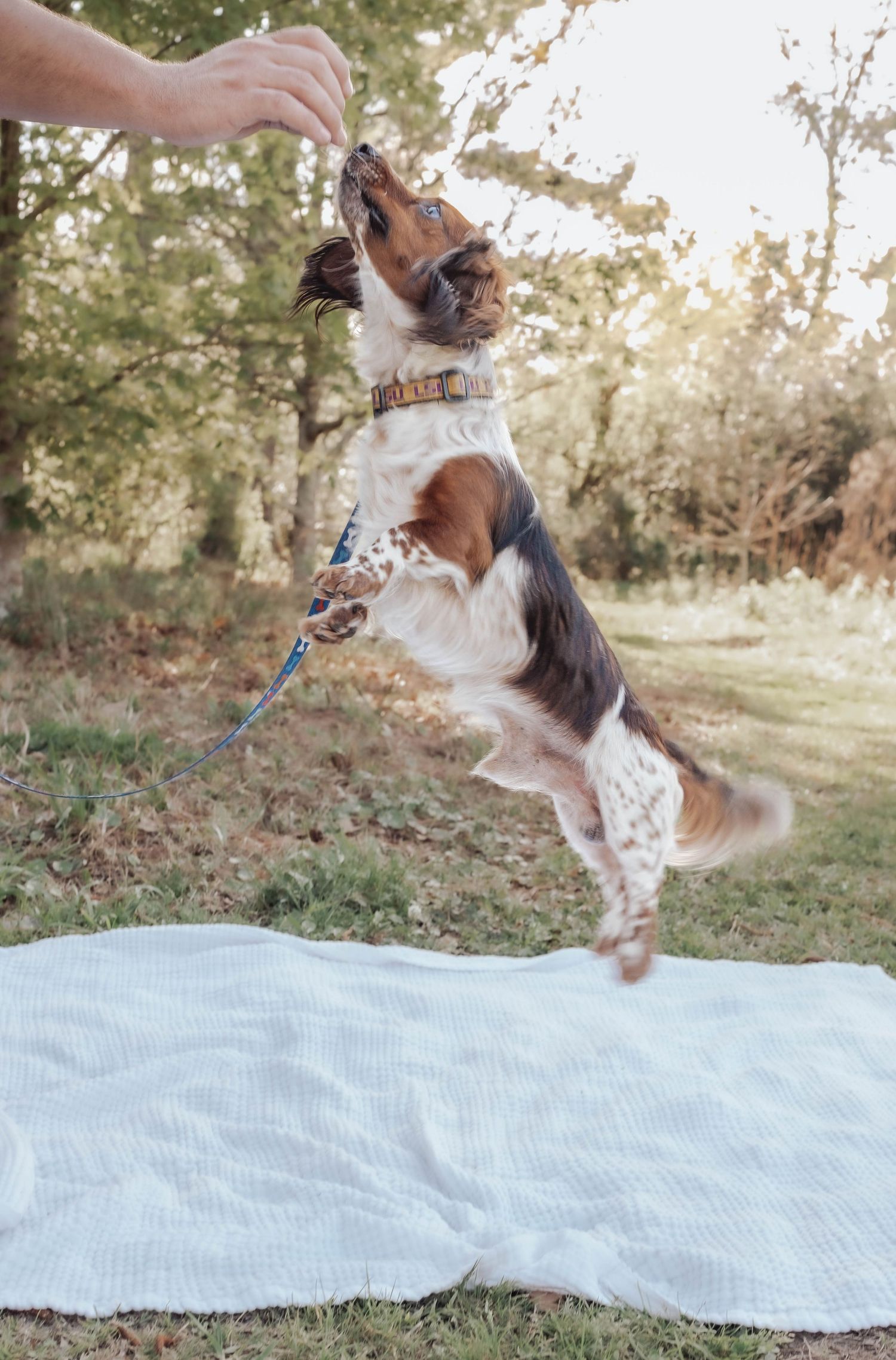 A playful dog jumping up on hind legs to grab a treat from a person's hand outdoors on a white blanket.