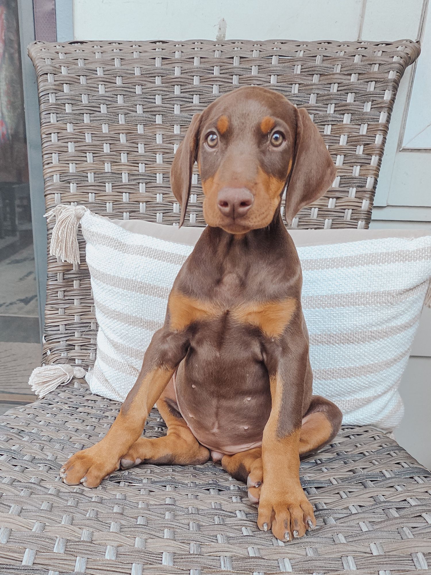 A chocolate and tan Doberman puppy sits on wicker patio furniture in a series of adorable poses.