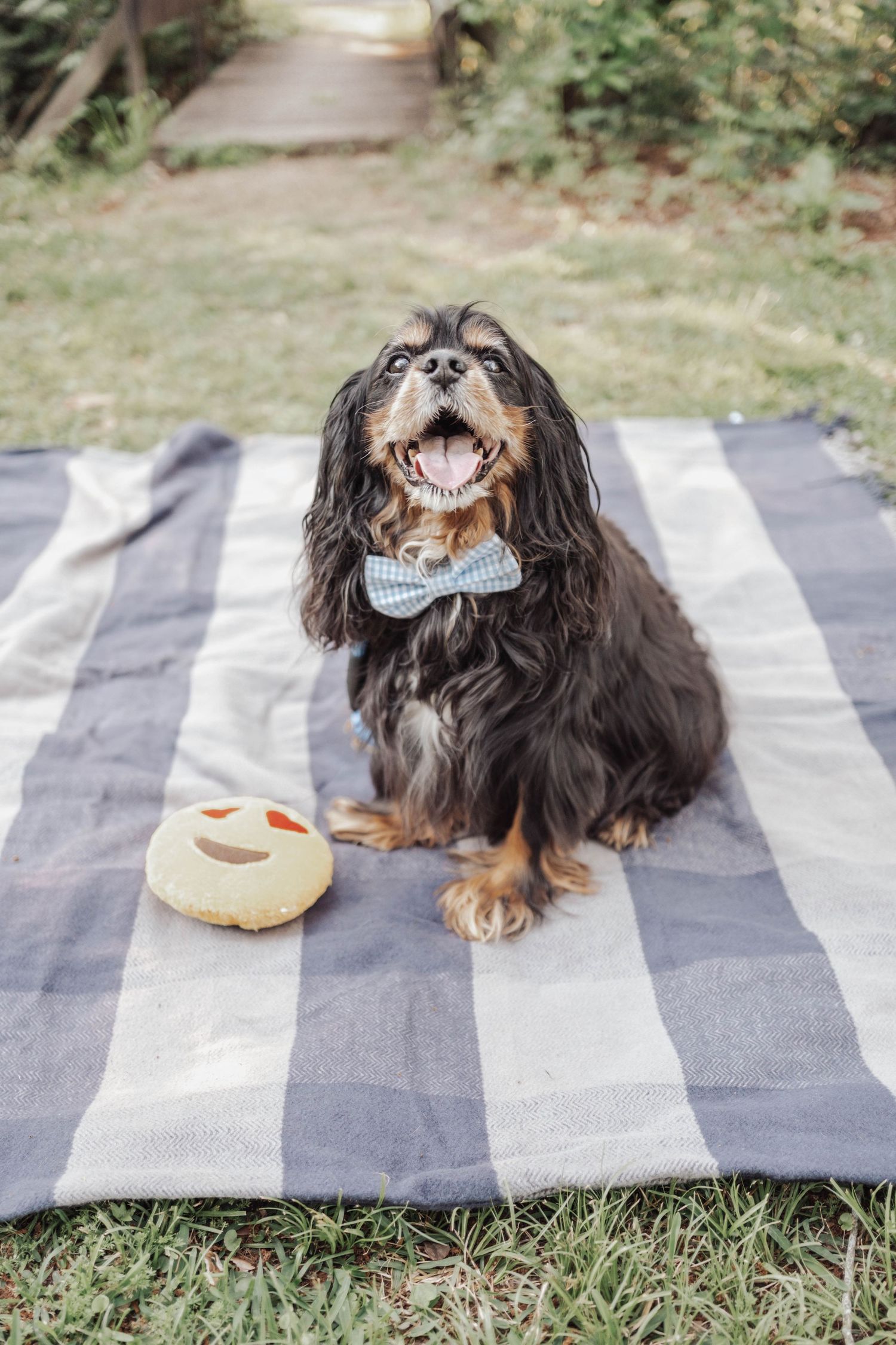 A happy Cavalier King Charles Spaniel wearing a bow tie sits on a plaid blanket outdoors with a smiley face cookie toy.