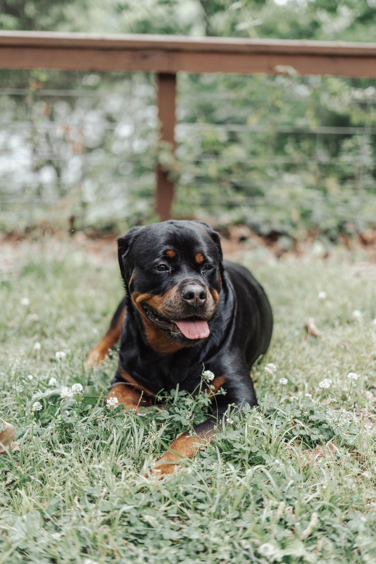 A Rottweiler dog lying on green grass with tongue out, in a fenced backyard.
