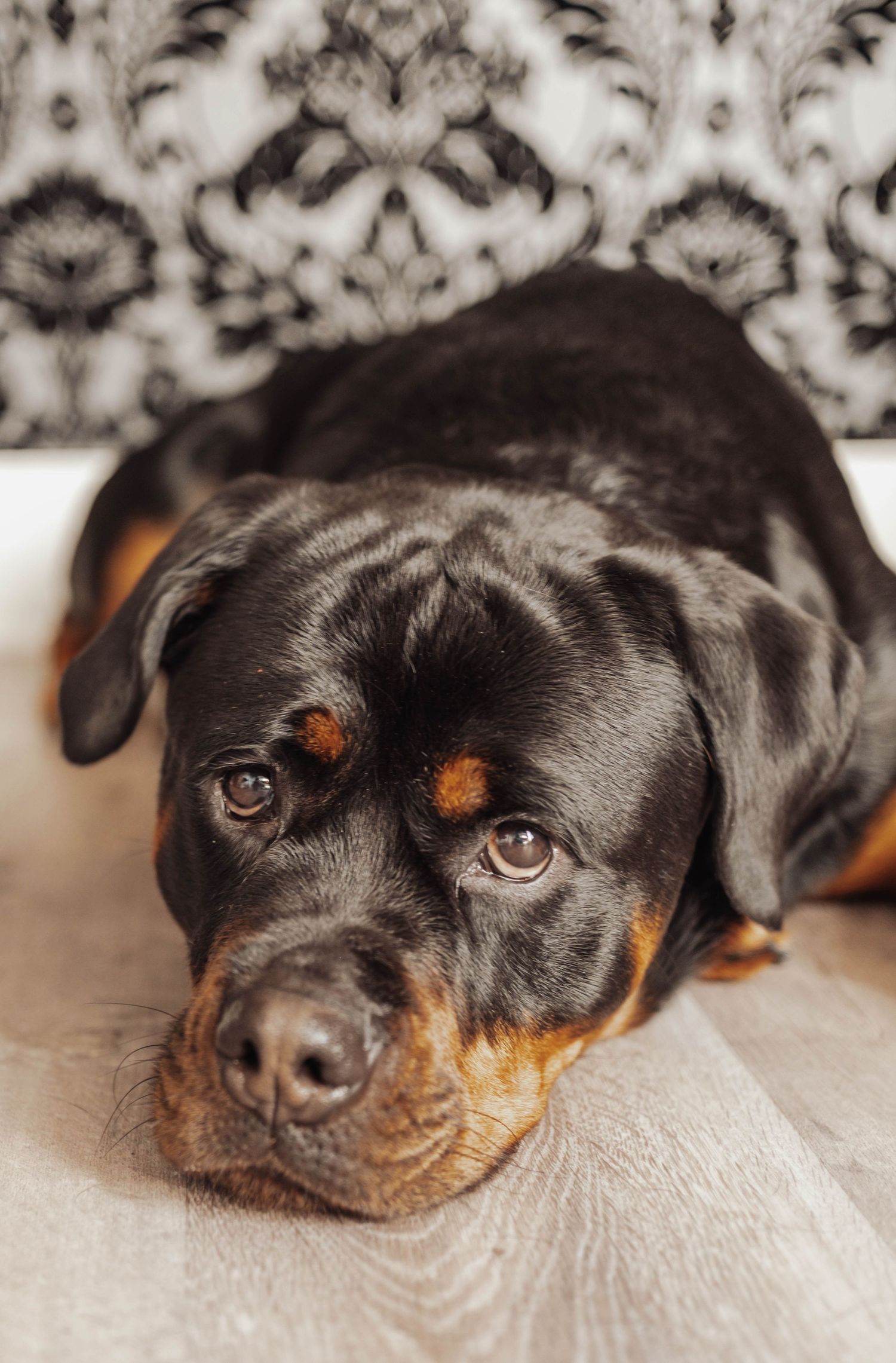 Close up series of a sleepy black and tan Rottweiler puppy resting on a light surface.