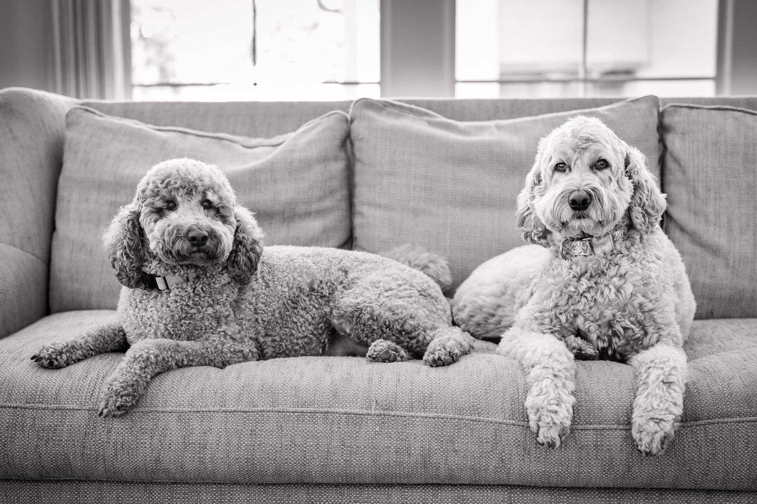 Two fluffy poodles resting on a gray sofa in a cozy living room, captured in black and white photography.