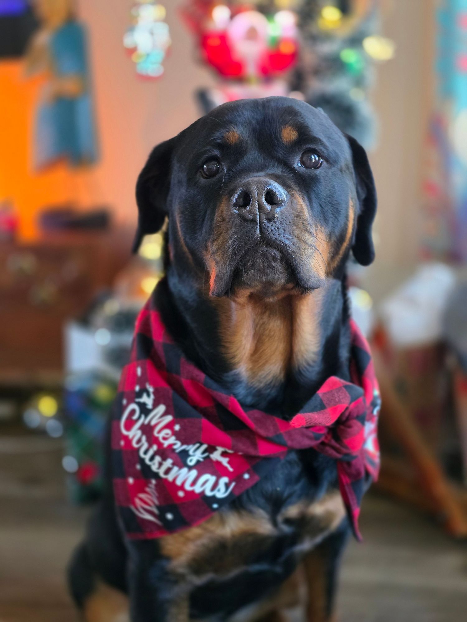 Christmas time with dogs and puppies