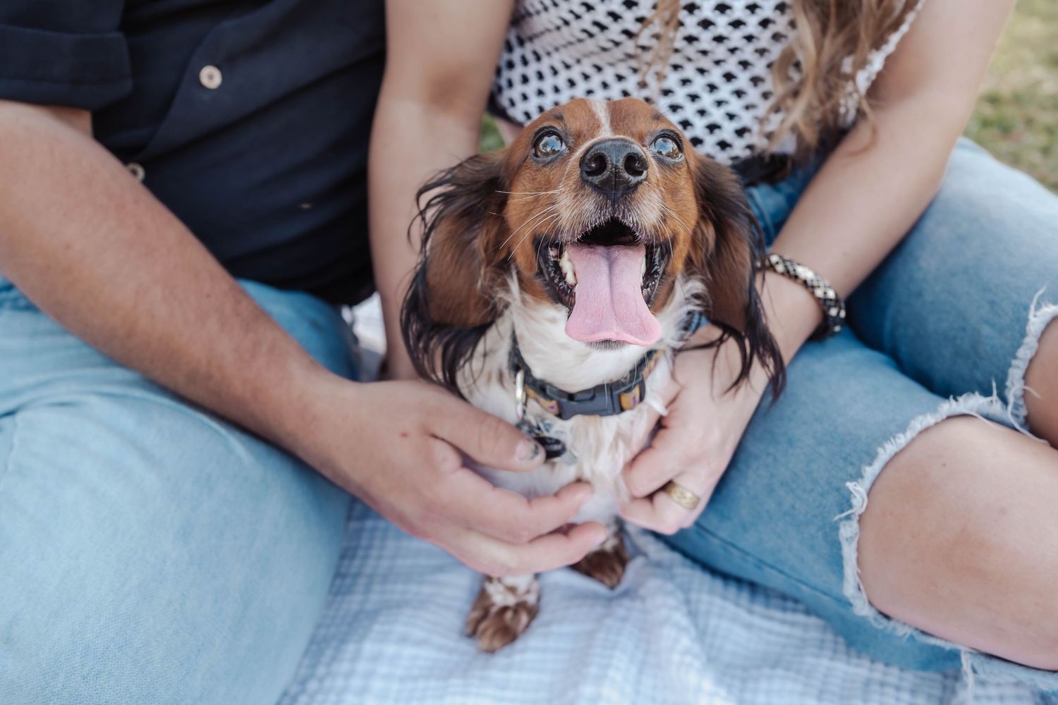 Happy dachshund dog with tongue out sitting between couple on picnic blanket outdoors.