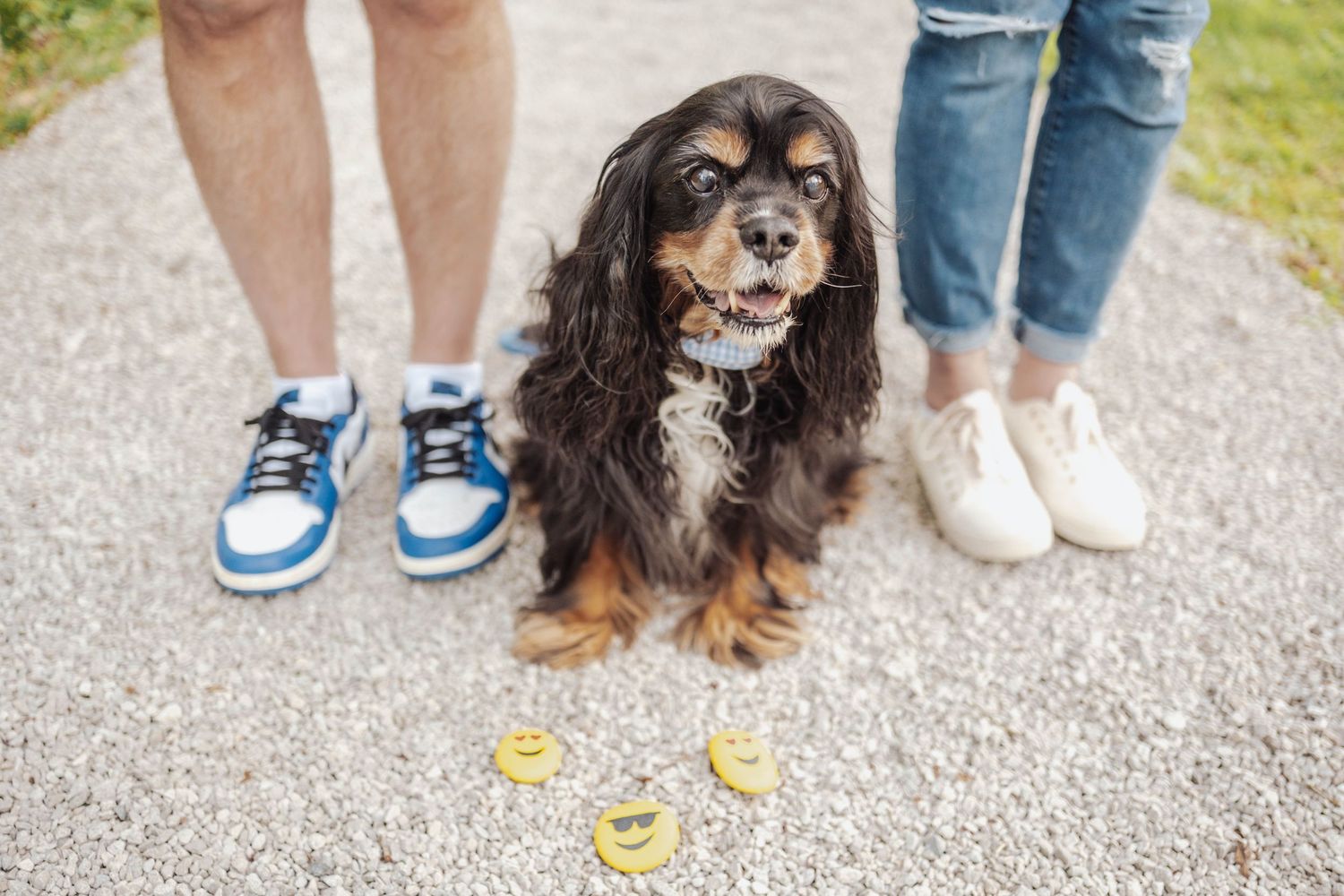 A small black and brown Cavalier King Charles Spaniel sits between two pairs of feet on a gravel path.
