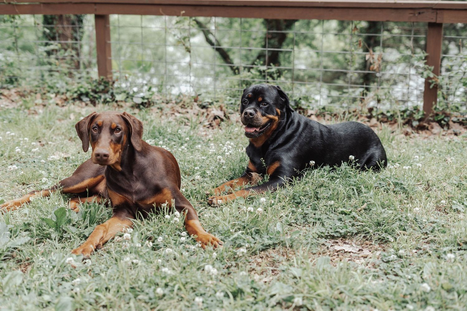 Two dogs, a brown Doberman and a Rottweiler, resting on green grass near a wire fence.
