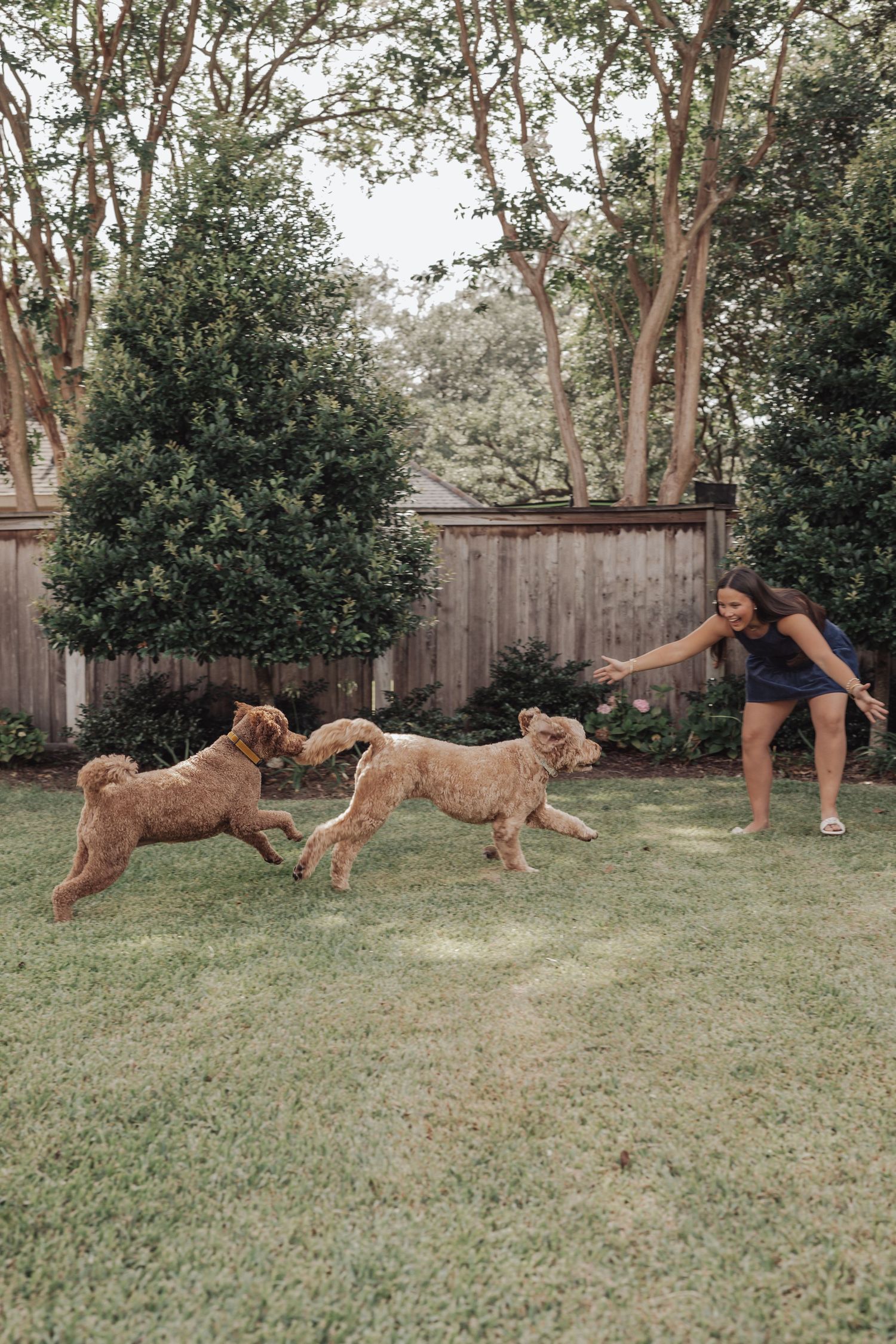 Woman playing fetch with two golden doodle dogs in a lush backyard surrounded by trees and a wooden fence.