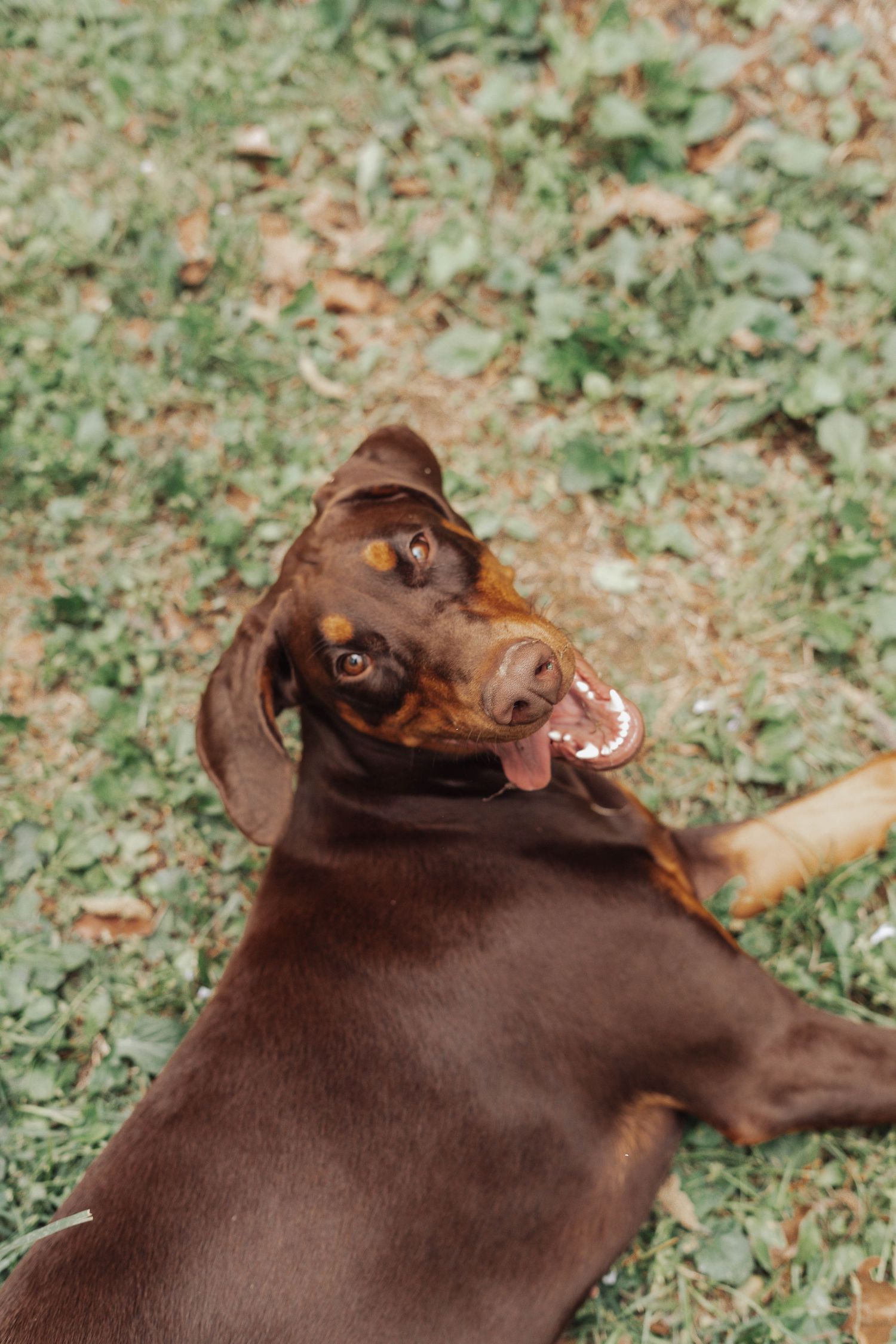 A happy brown Doberman dog lying on green grass outdoors, looking up with tongue out.