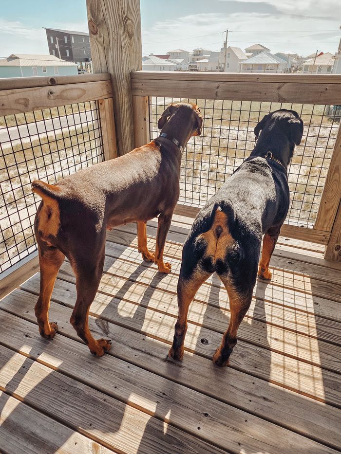 Three dogs stand on a wooden deck overlooking a coastal neighborhood, viewed from behind in warm sunlight.