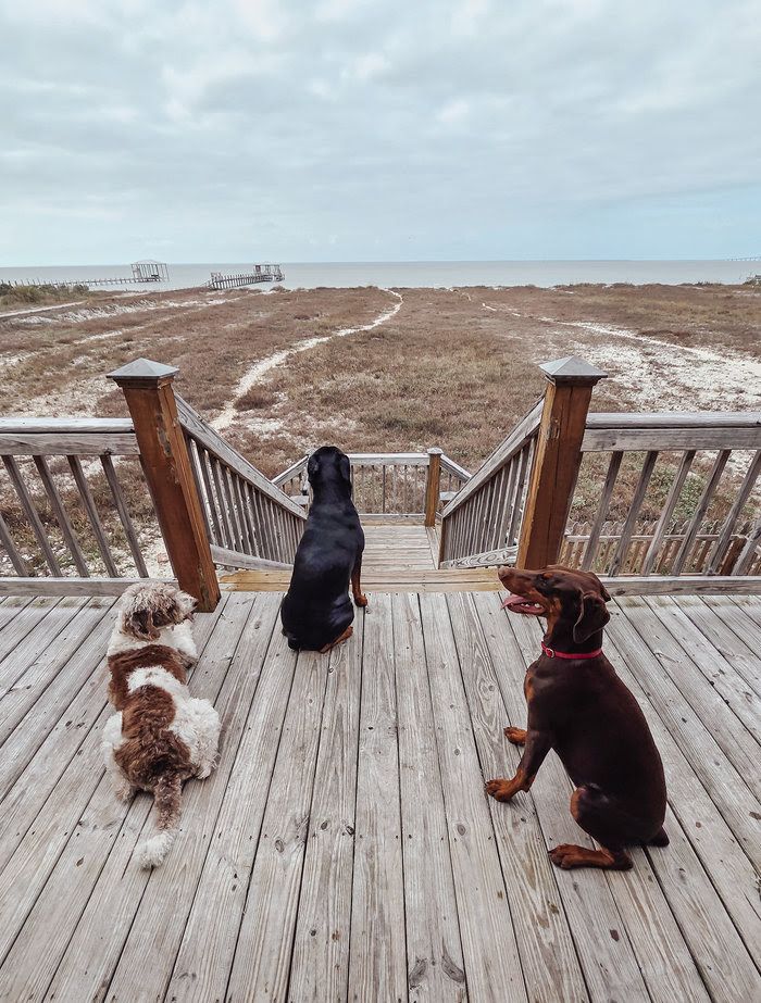 Three dogs sit on a wooden beach deck overlooking sandy dunes and ocean under a cloudy sky.