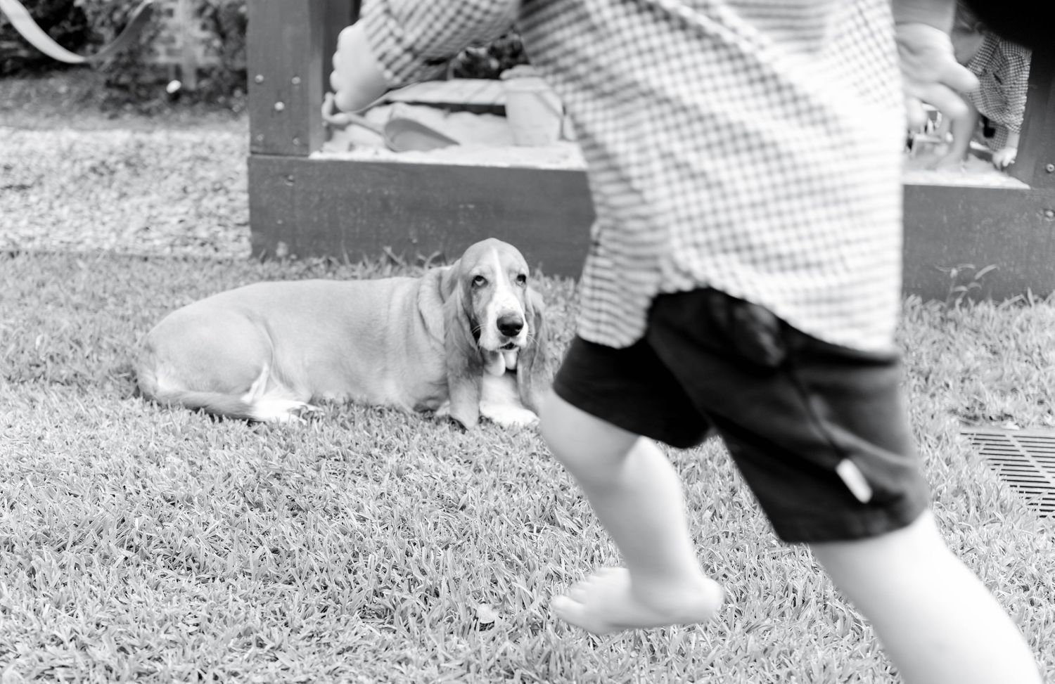 A golden retriever dog runs and plays with a frisbee disc in an outdoor grassy area.